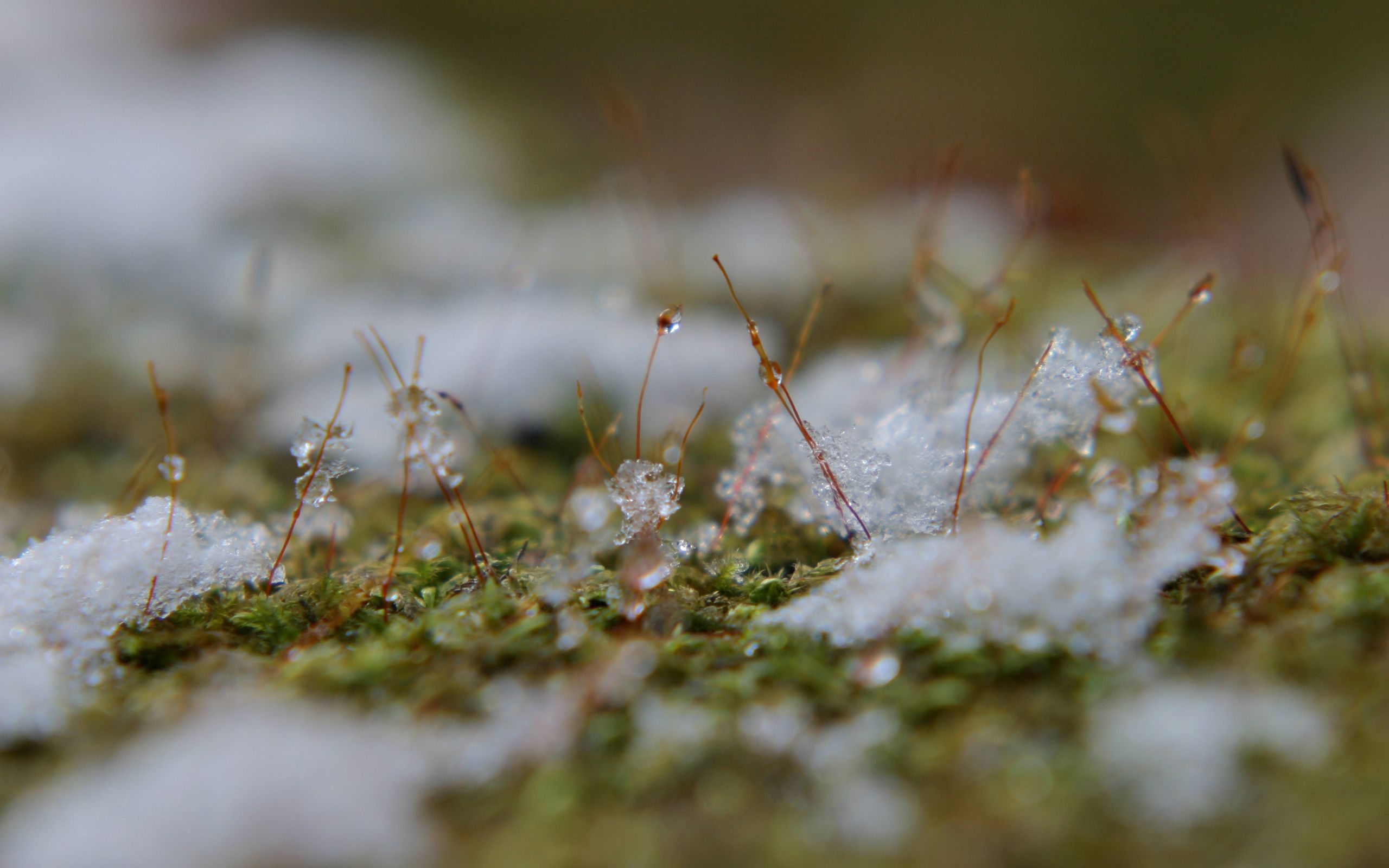 Download mobile wallpaper Dirt, Mud, Grass, Snow, Macro, Surface, Spring for free.