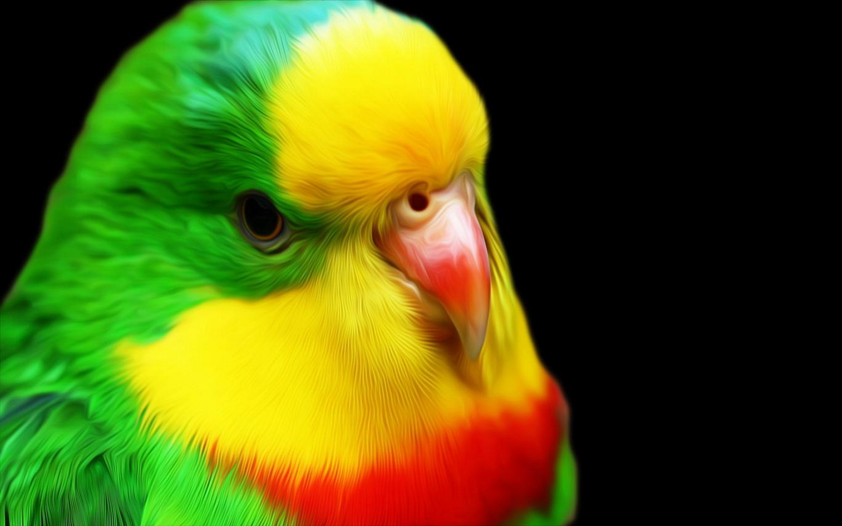 Популярні заставки і фони Хвилястий Папужка на комп'ютер