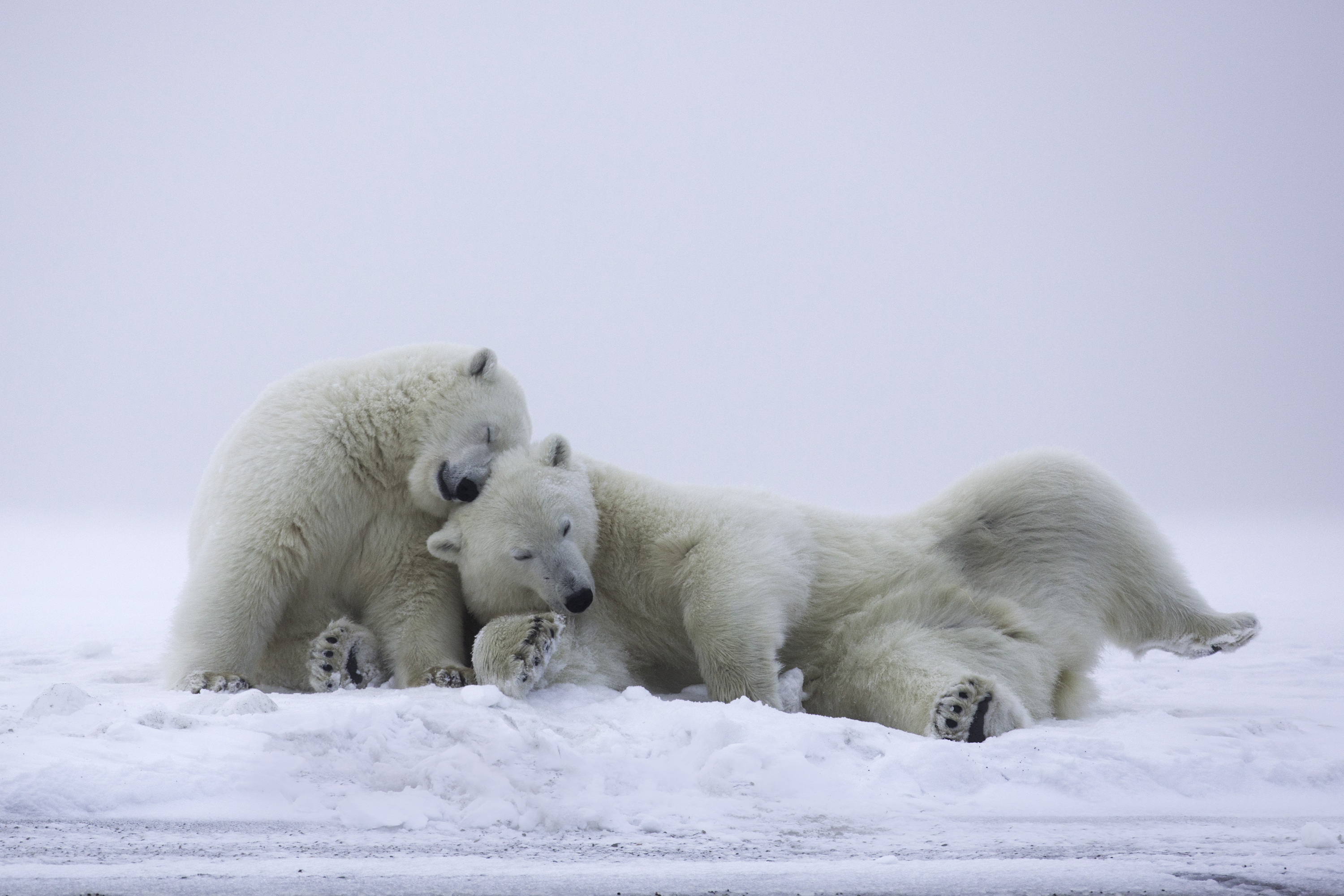 Baixe gratuitamente a imagem Animais, Neve, Amor, Urso Polar, Ursos na área de trabalho do seu PC