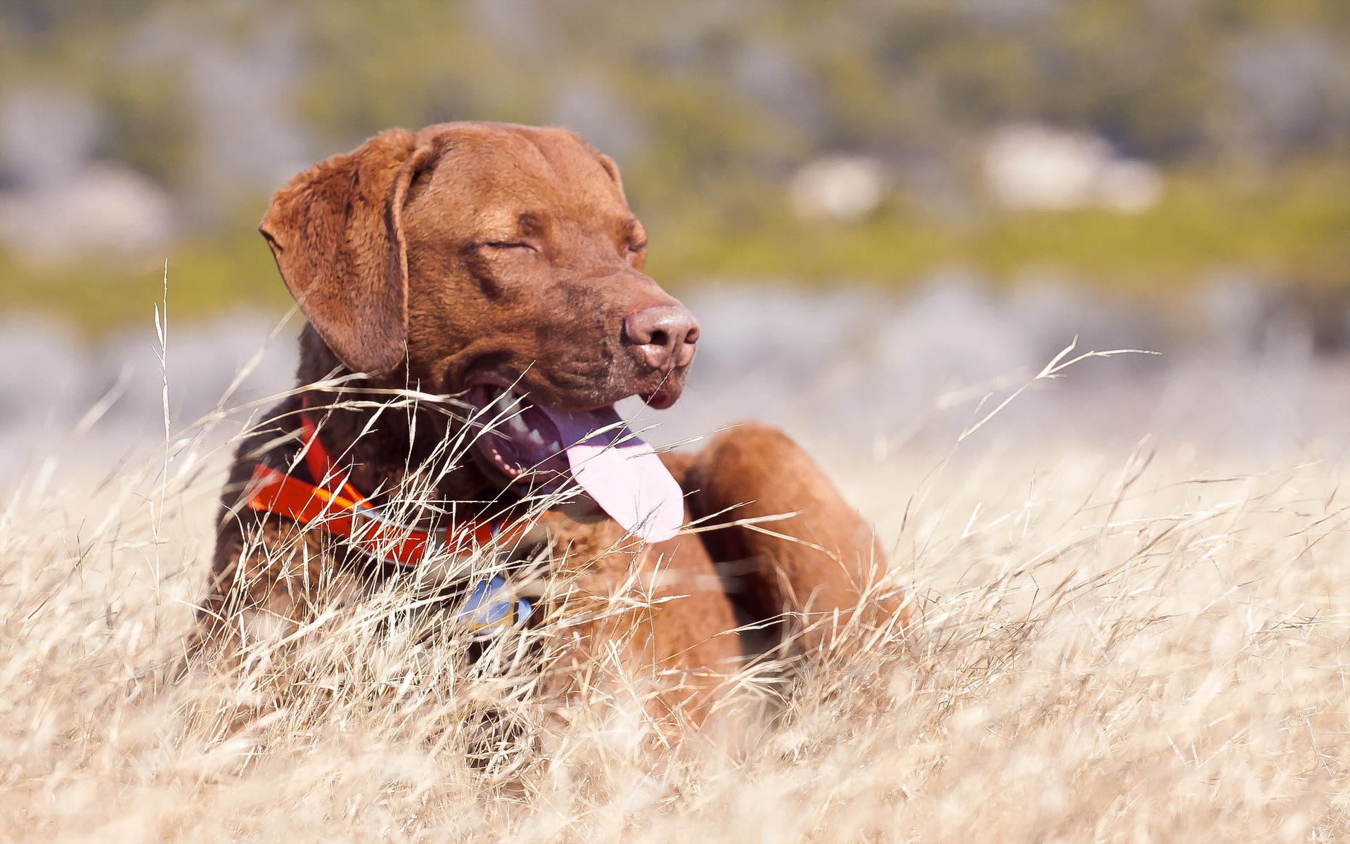 Téléchargez des papiers peints mobile Animaux, Chiens, Chien gratuitement.