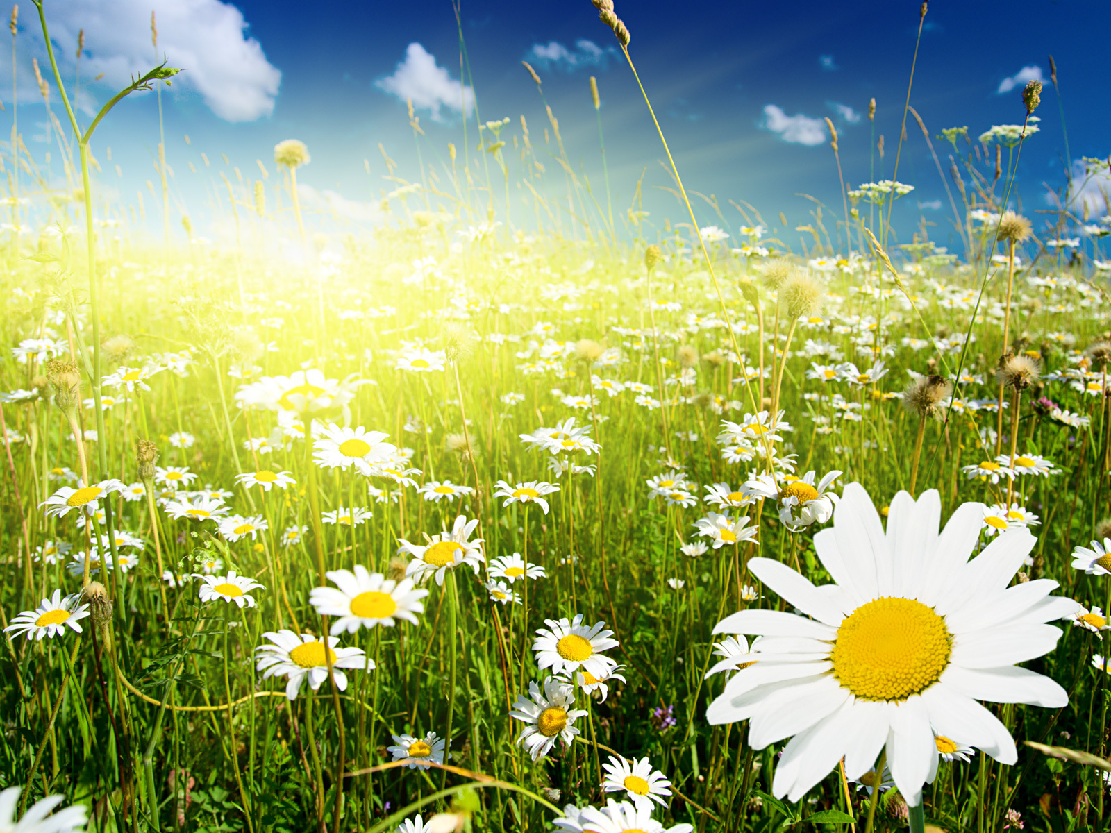 Free download wallpaper Plants, Flowers, Grass, Camomile on your PC desktop