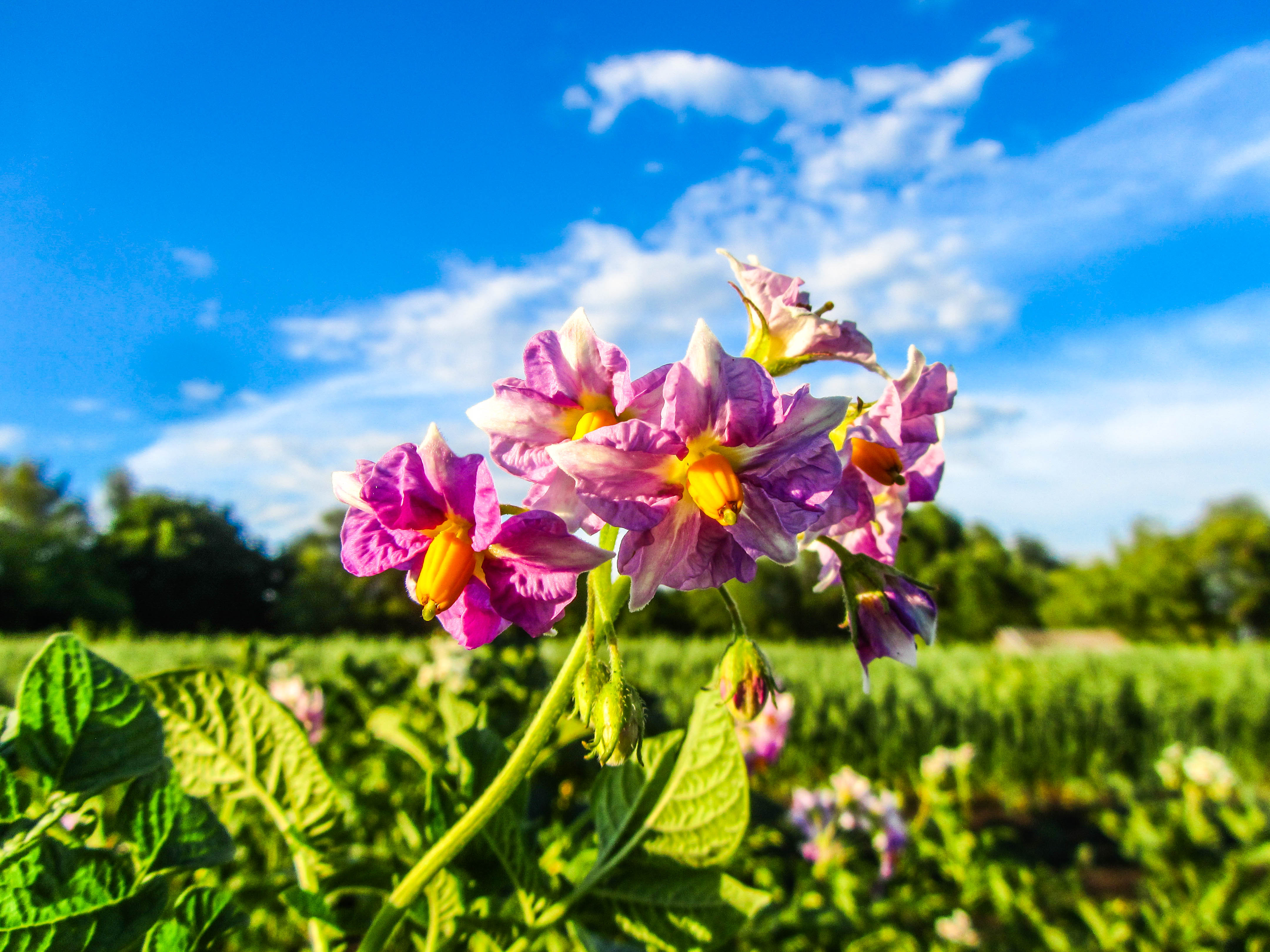 Free download wallpaper Flowers, Flower, Earth on your PC desktop