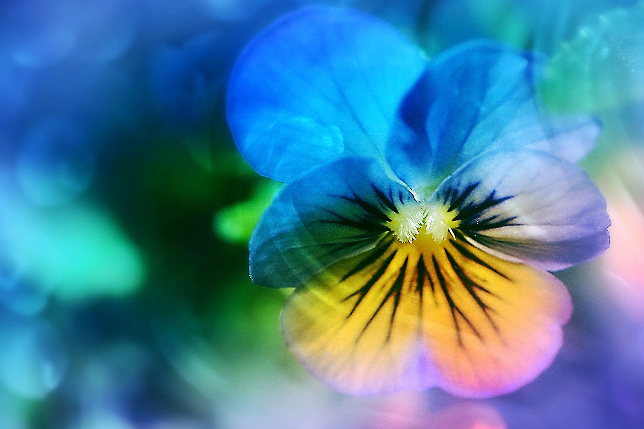 Descarga gratis la imagen Flores, Flor, Bokeh, Tierra/naturaleza, Macrofotografía, Viola × Wittrockiana, Flor Azul en el escritorio de tu PC