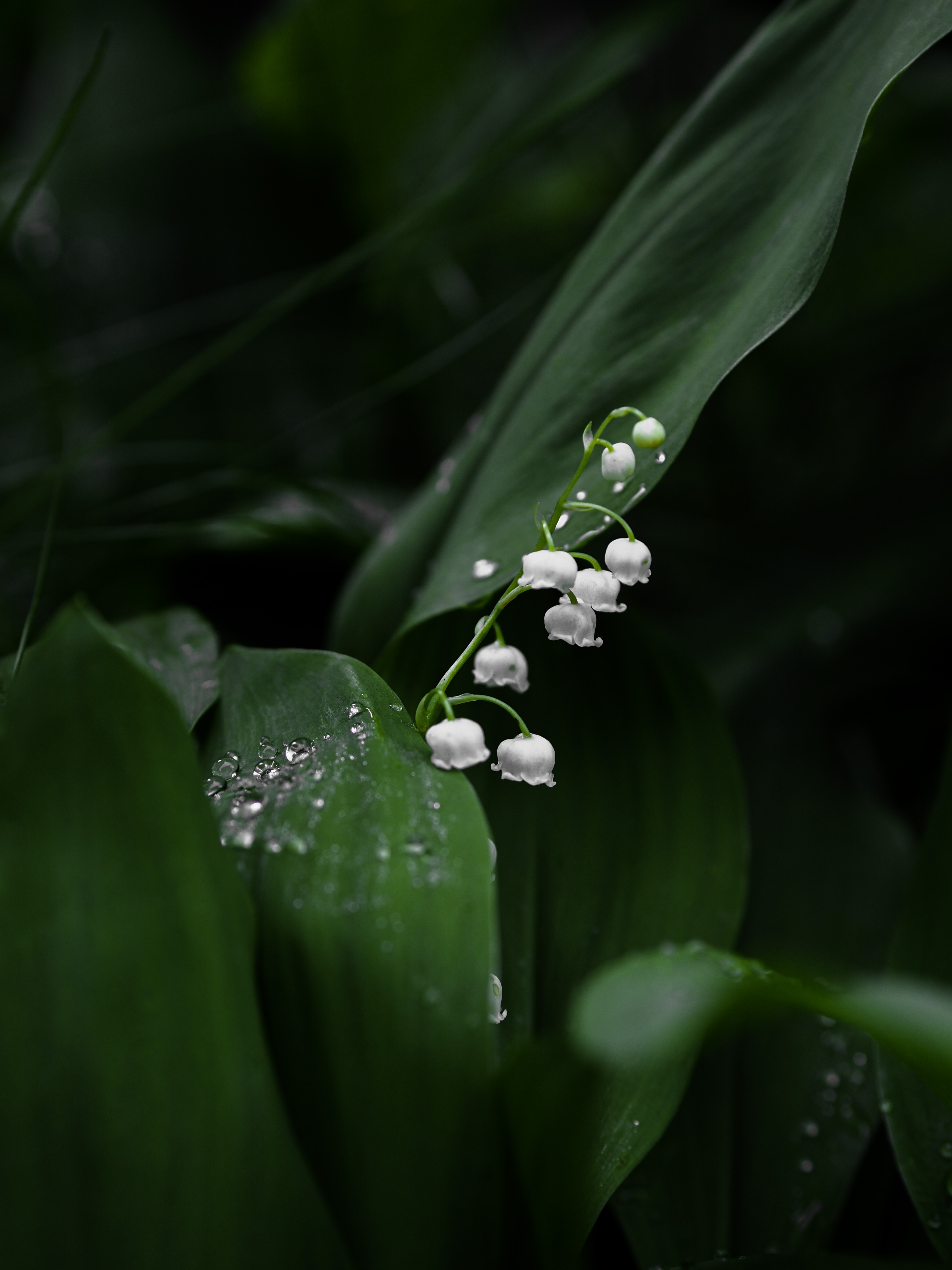lily of the valley, flowers, leaves, flower, plant, macro