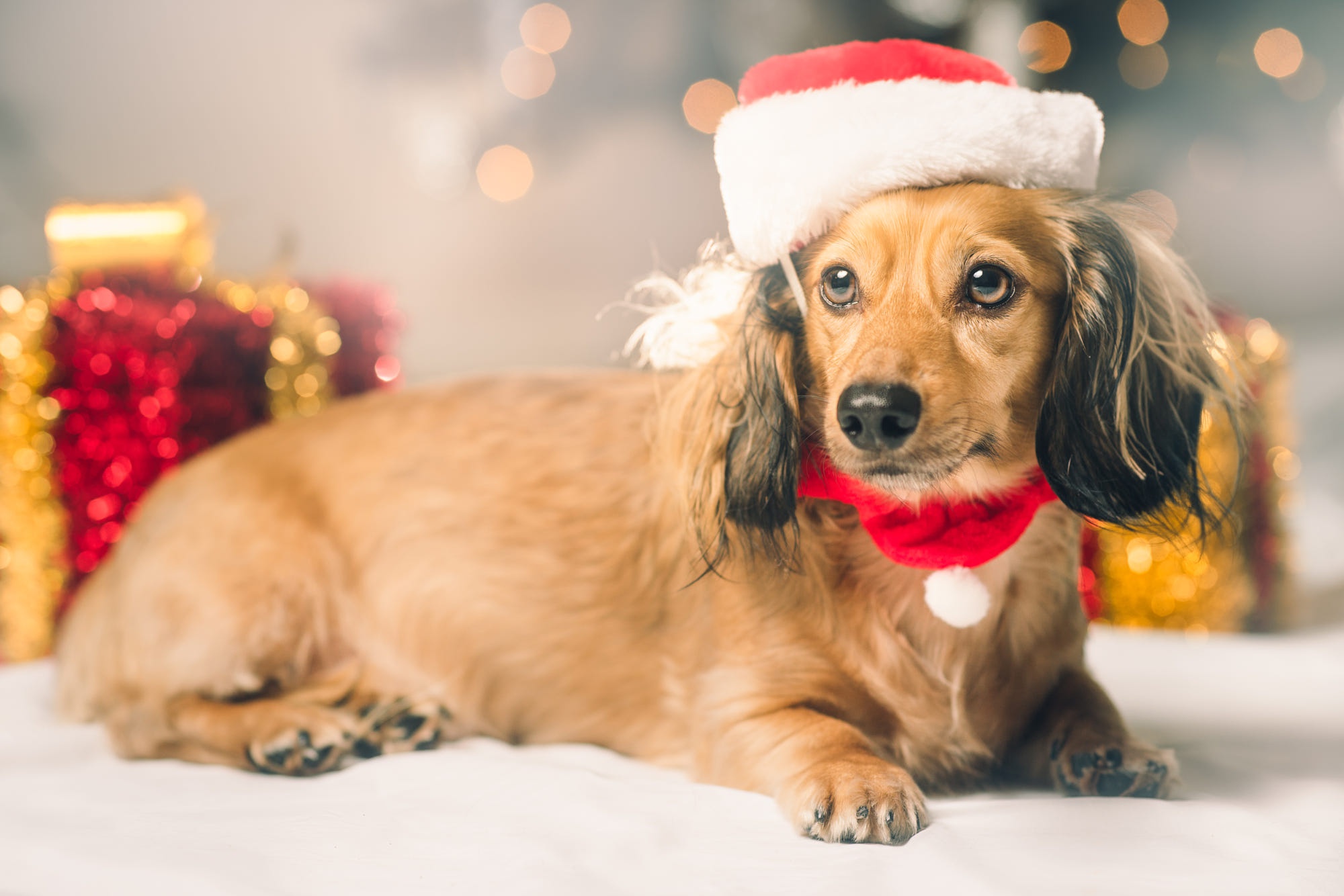 Handy-Wallpaper Tiere, Hunde, Hund, Dackel, Weihnachtsmütze kostenlos herunterladen.