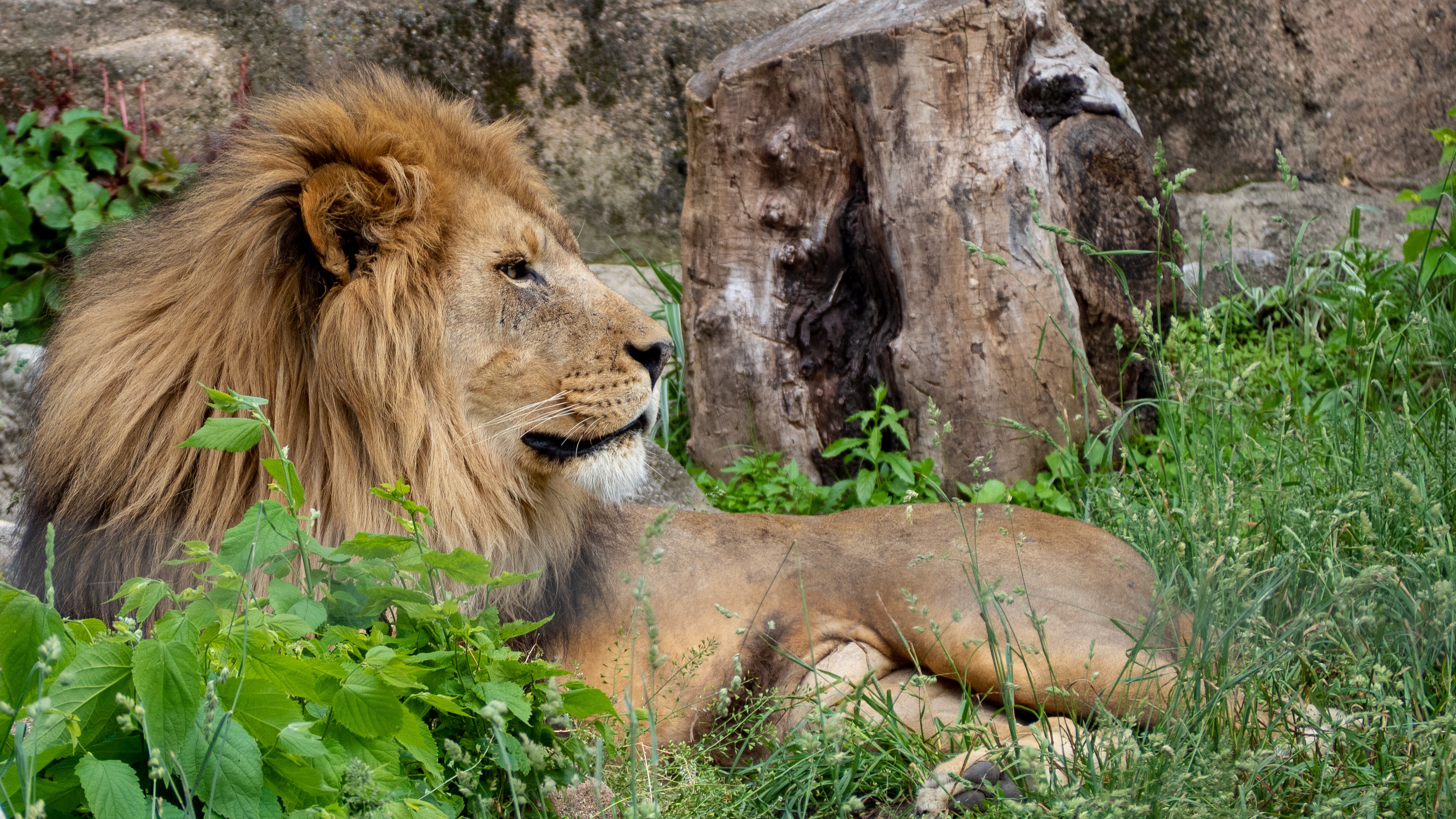 Téléchargez gratuitement l'image Lion, Chats, Animaux sur le bureau de votre PC