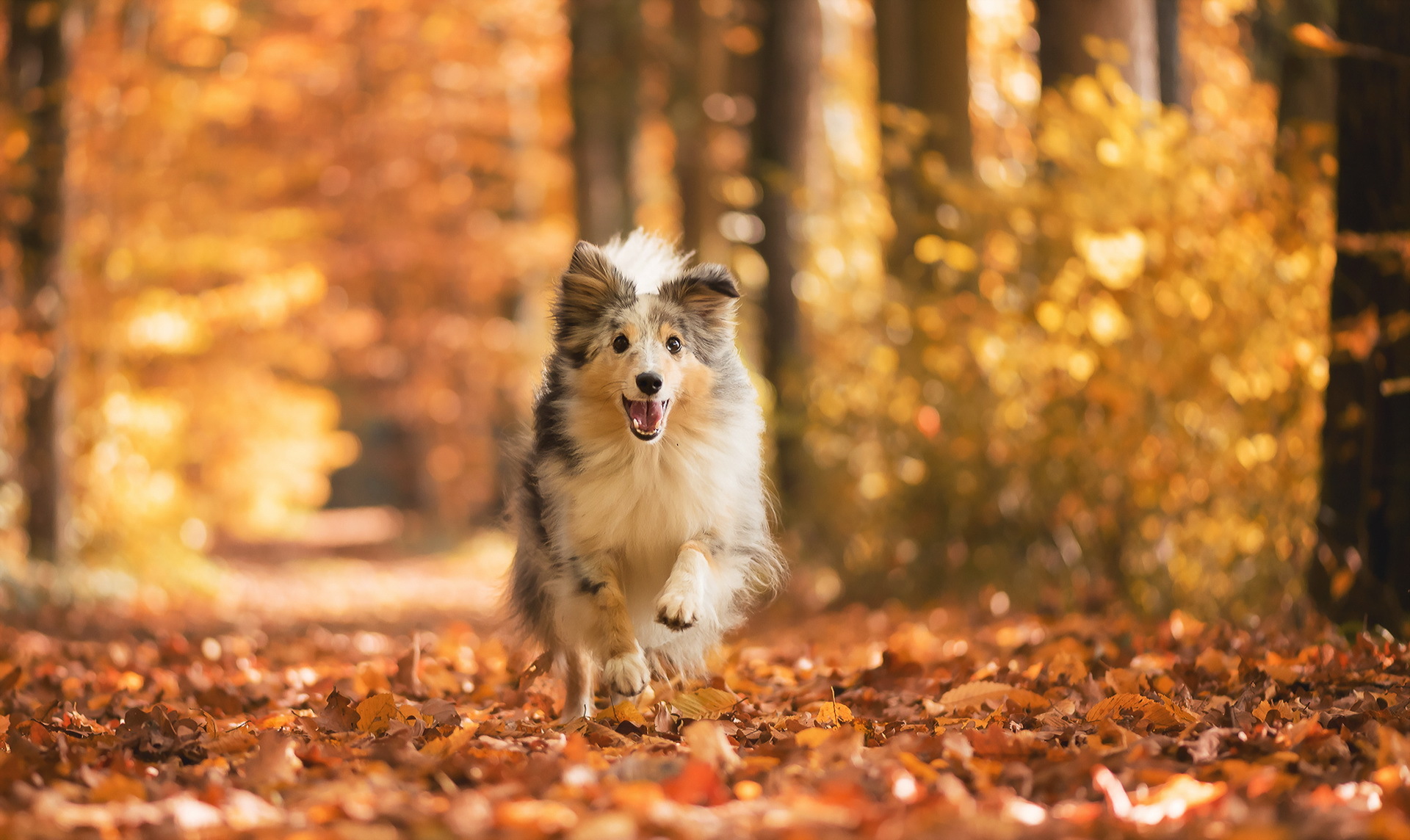 Download mobile wallpaper Dogs, Dog, Leaf, Fall, Animal, Bokeh for free.