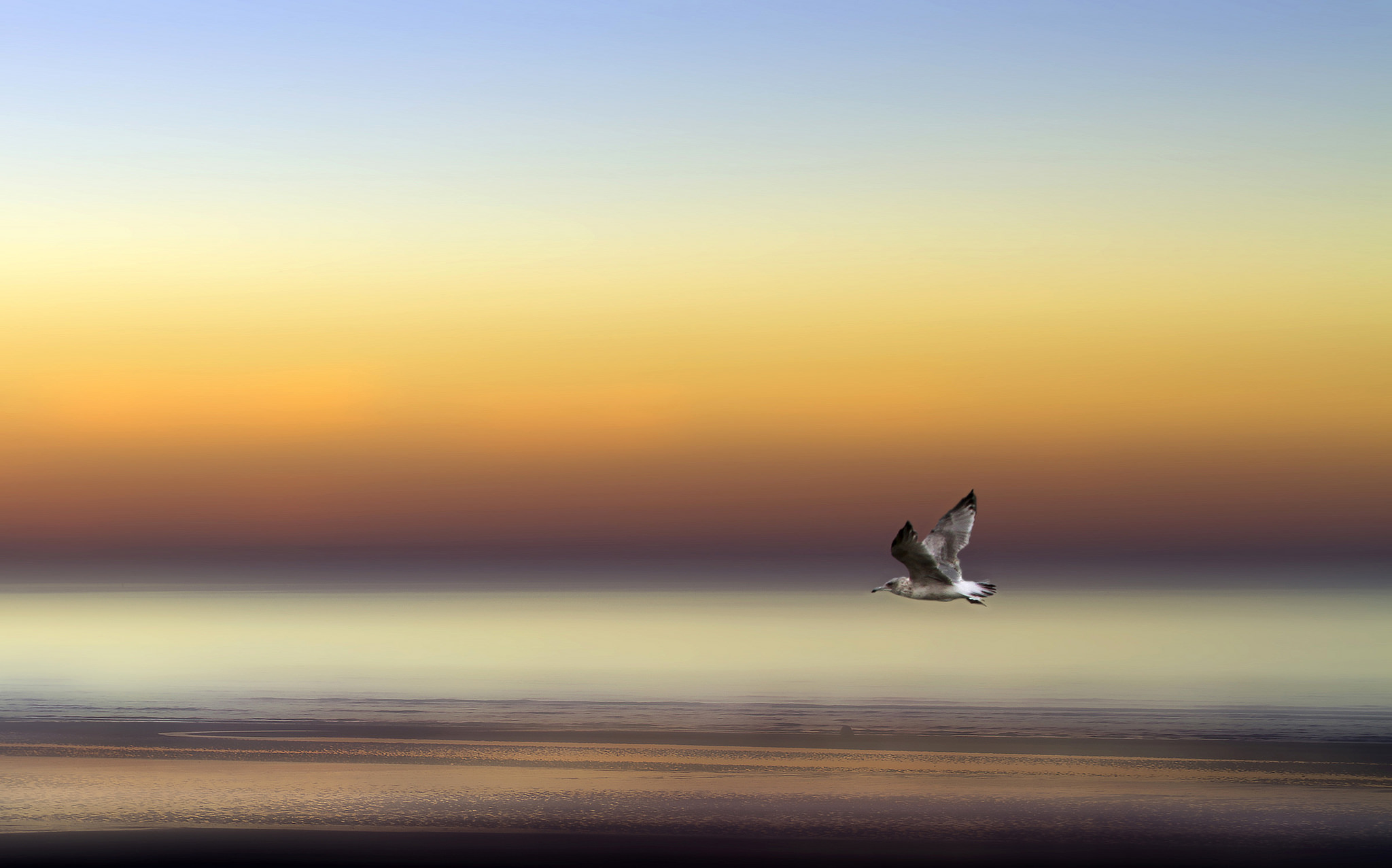 Free download wallpaper Birds, Animal, Seagull on your PC desktop