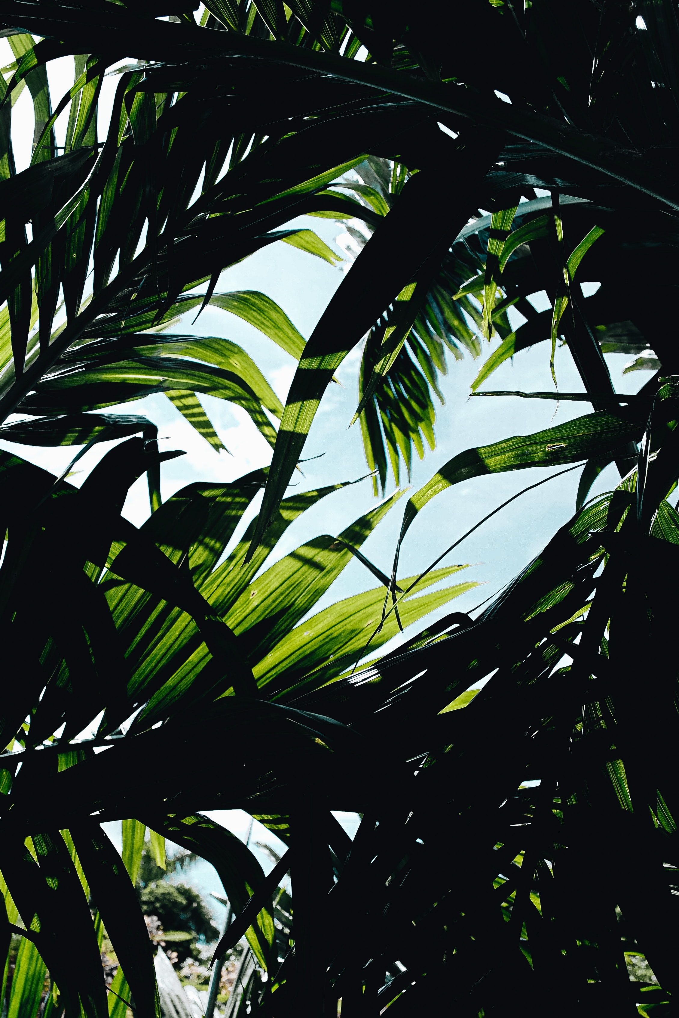 Laden Sie das Natur, Blätter, Pflanze, Dickicht-Bild kostenlos auf Ihren PC-Desktop herunter