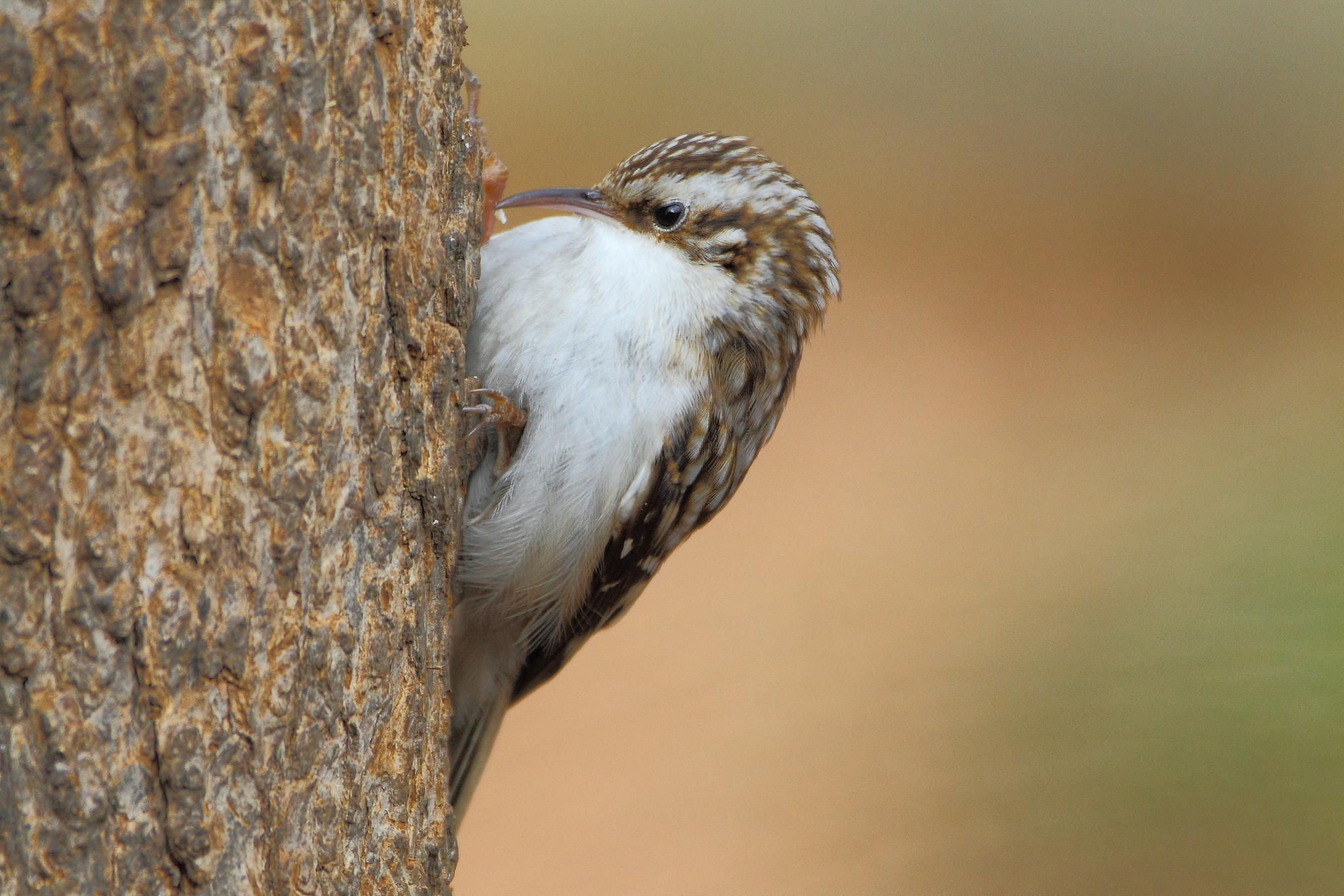 Laden Sie das Tiere, Vögel, Vogel-Bild kostenlos auf Ihren PC-Desktop herunter