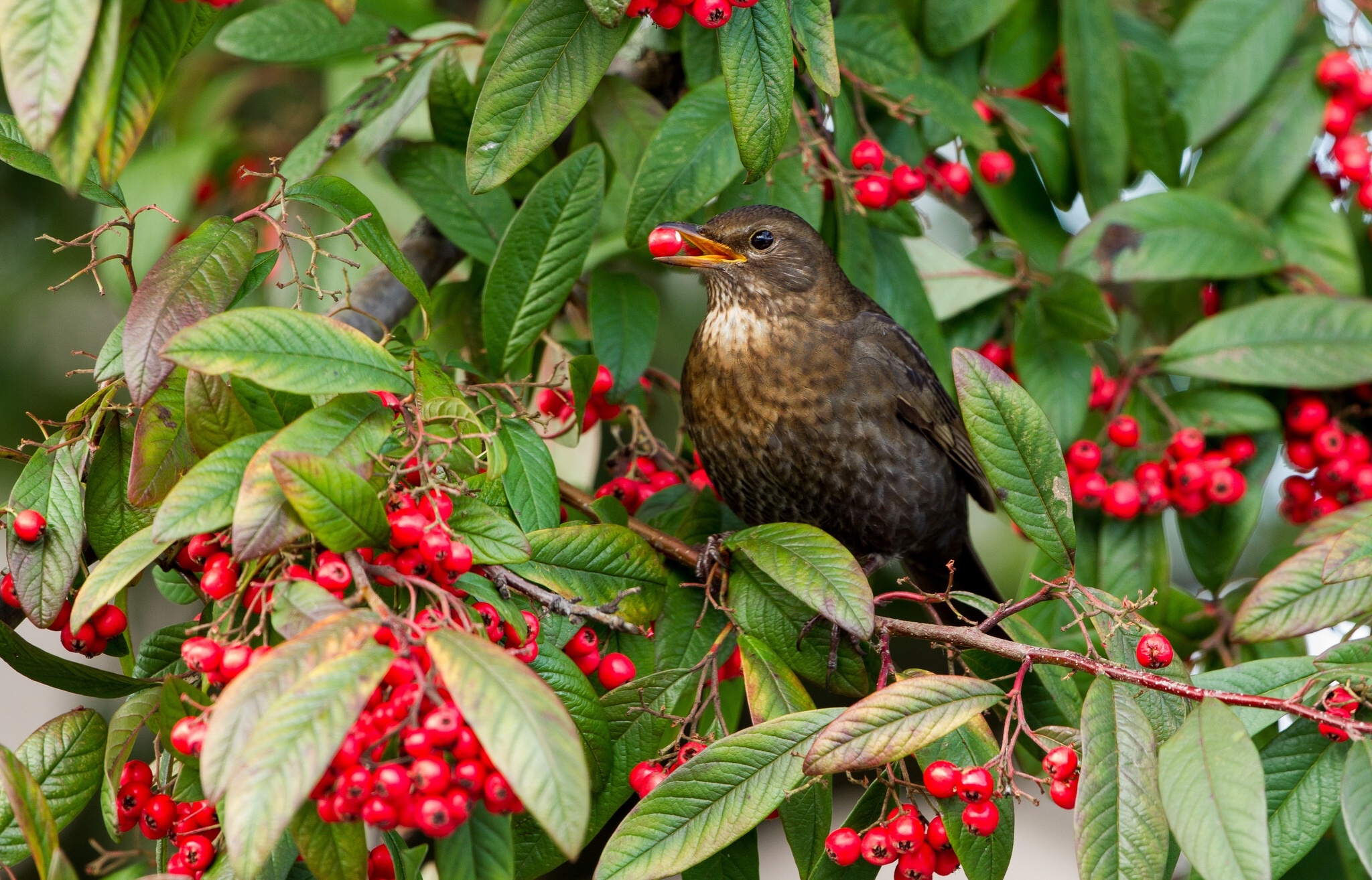 Download mobile wallpaper Birds, Bird, Animal for free.