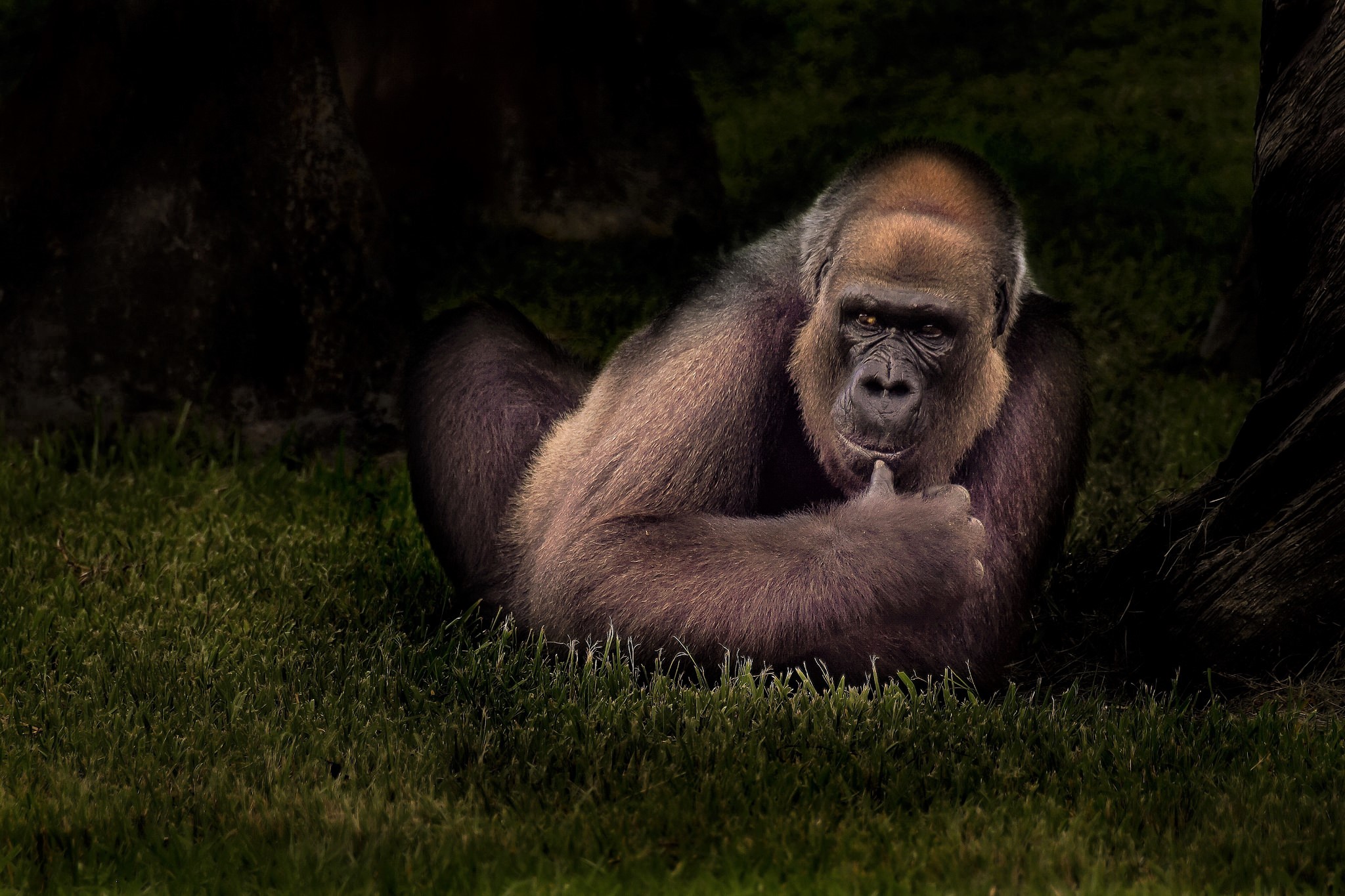 Download mobile wallpaper Monkeys, Gorilla, Animal, Primate for free.