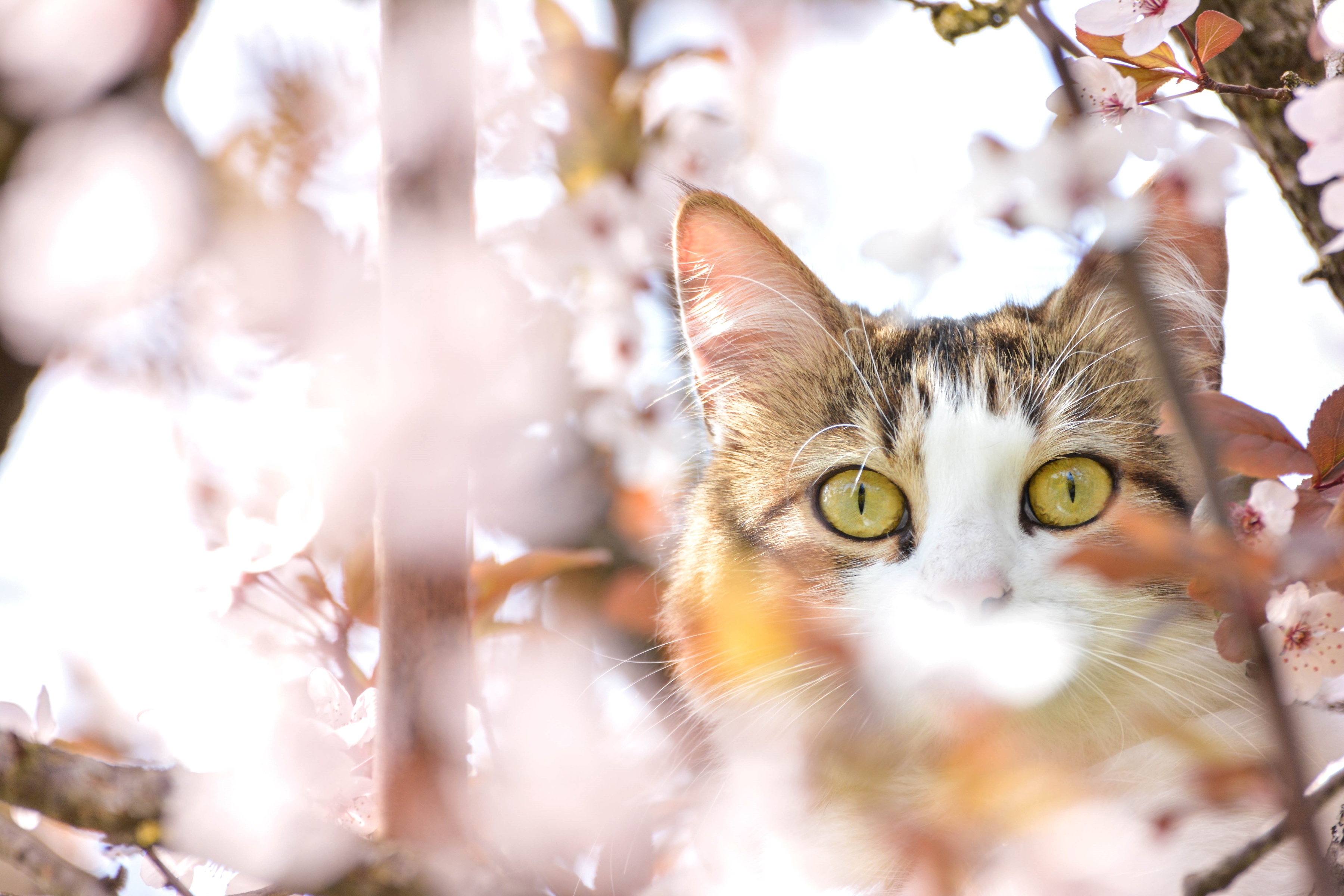 Handy-Wallpaper Tiere, Katzen, Katze, Verwischen, Frühling, Blüte, Starren kostenlos herunterladen.