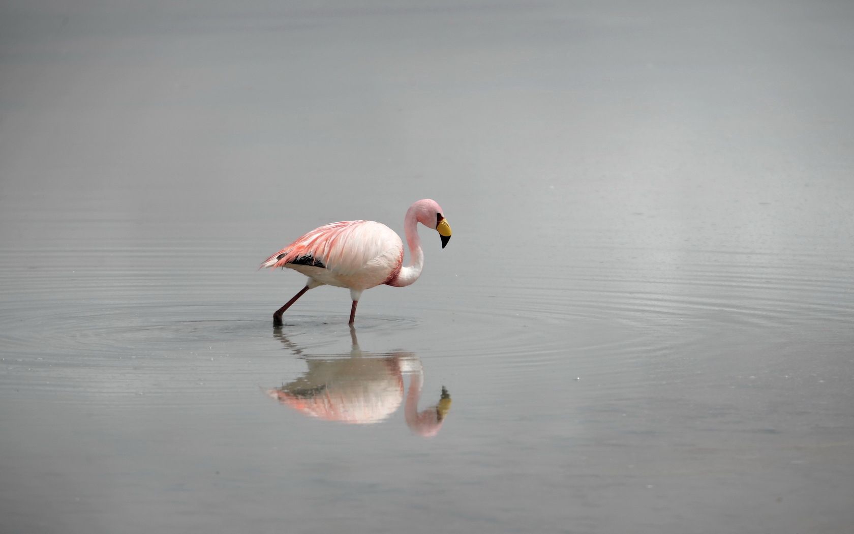 Handy-Wallpaper Tiere, Nebel, Wasser, Vogel, Flamingo kostenlos herunterladen.