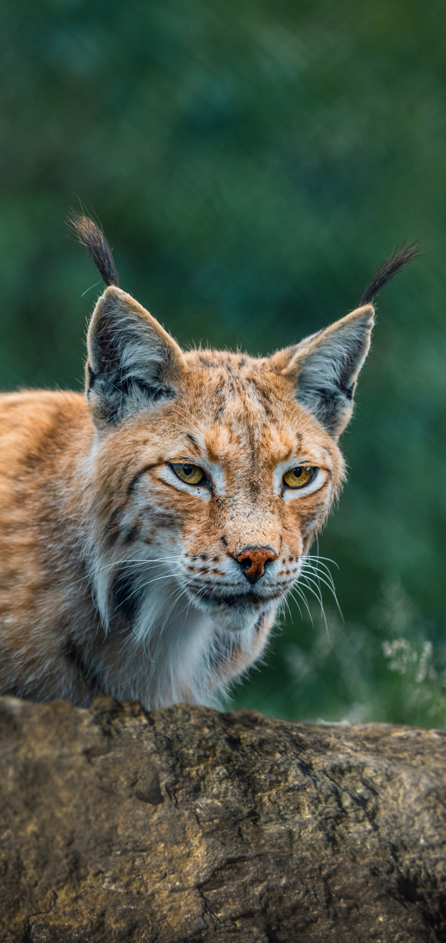 Téléchargez gratuitement l'image Animaux, Chats, Lynx sur le bureau de votre PC