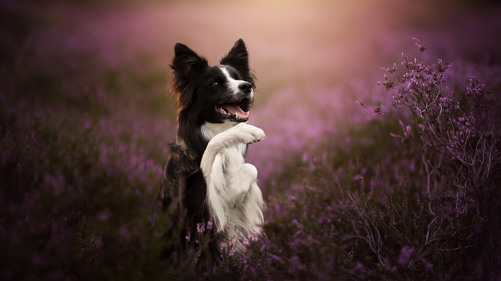 Handy-Wallpaper Tiere, Hunde, Hund, Border Collie kostenlos herunterladen.