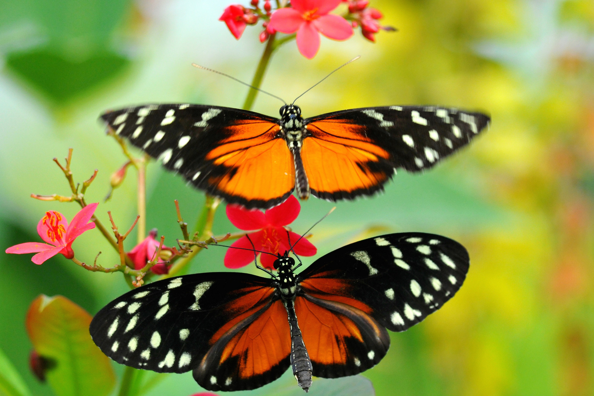 672296 Bildschirmschoner und Hintergrundbilder Schmetterlinge auf Ihrem Telefon. Laden Sie  Bilder kostenlos herunter