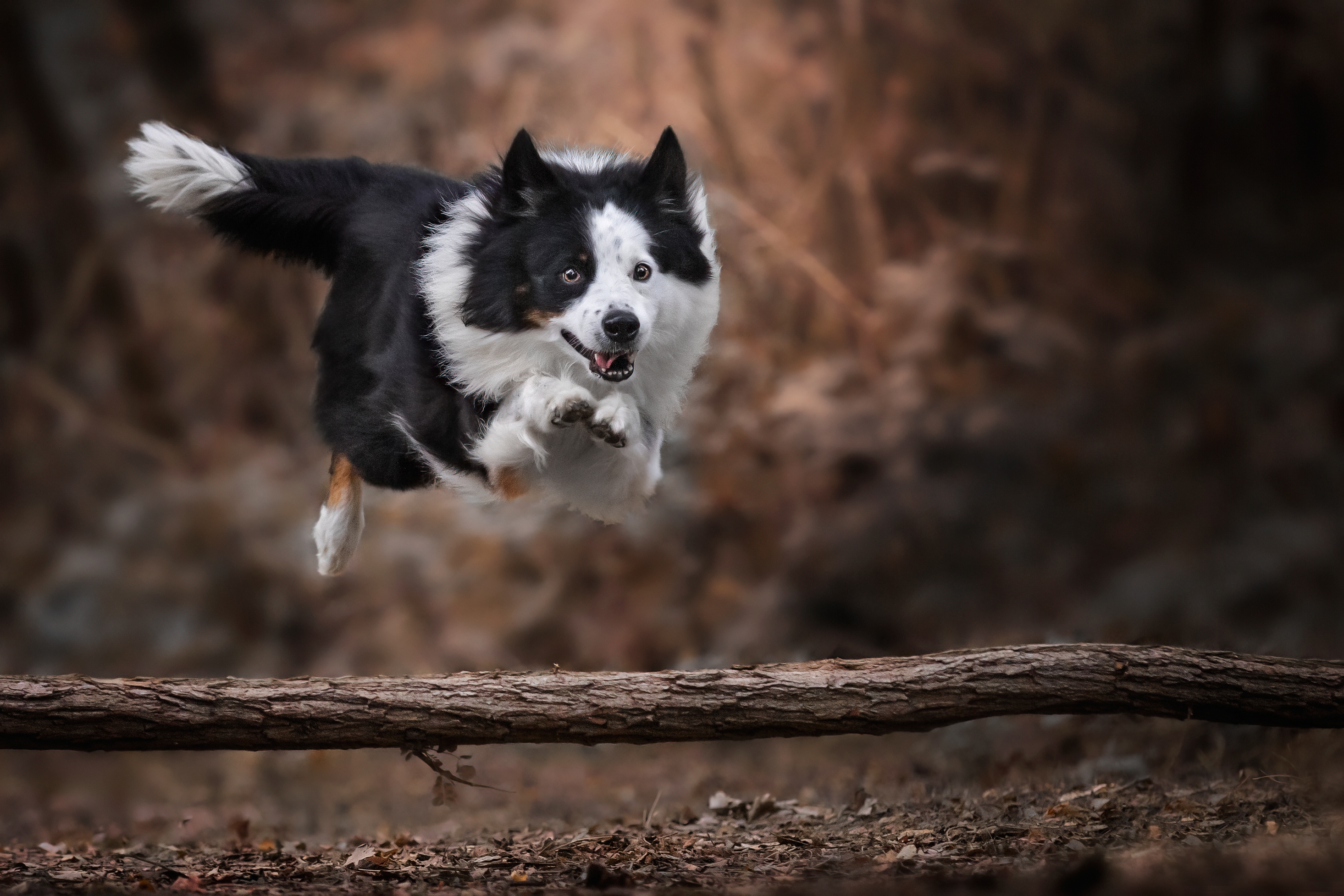 Free download wallpaper Dogs, Animal, Border Collie on your PC desktop