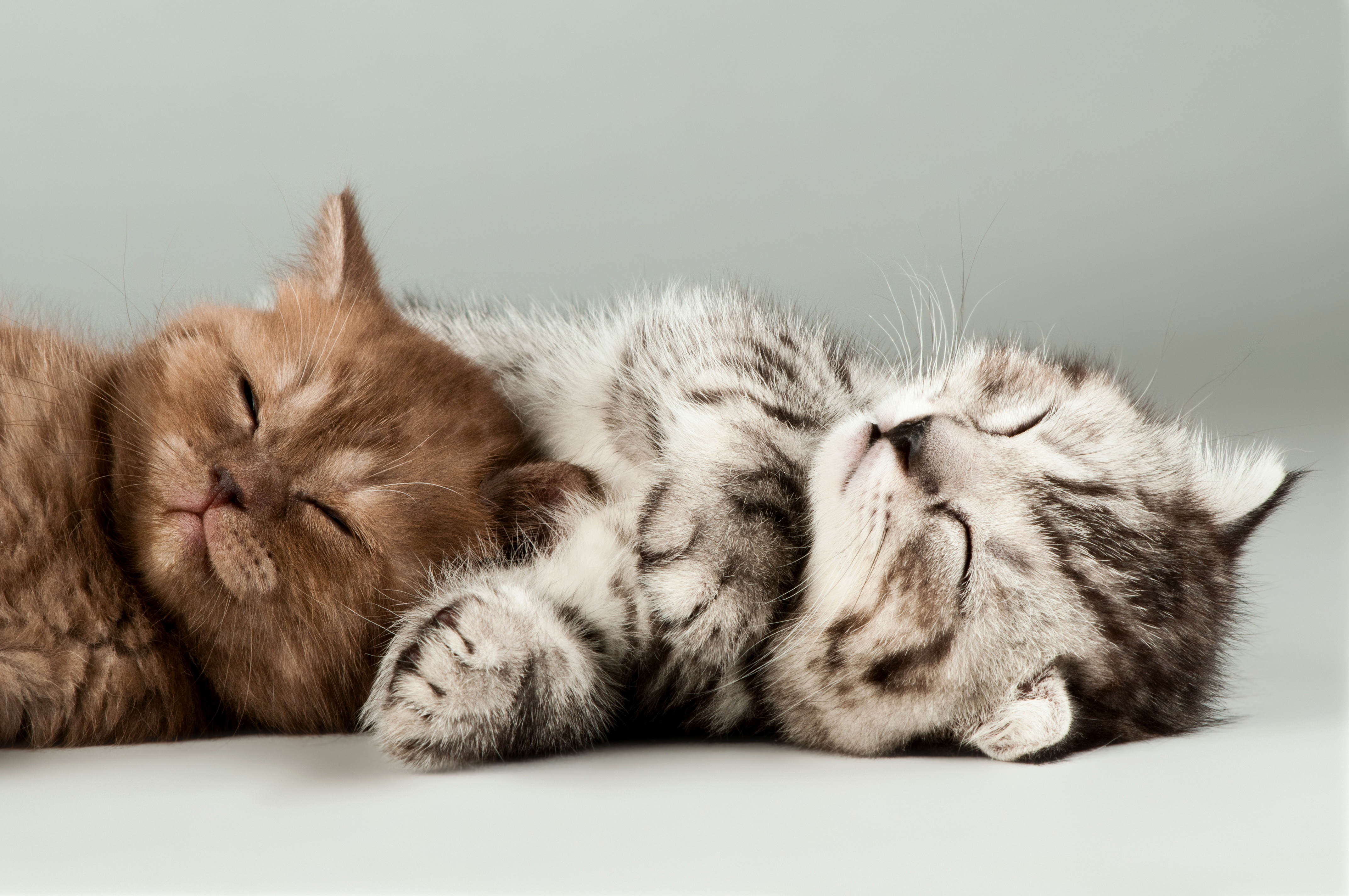 Скачать обои бесплатно Животные, Кошка, Кошки, Спать картинка на рабочий стол ПК