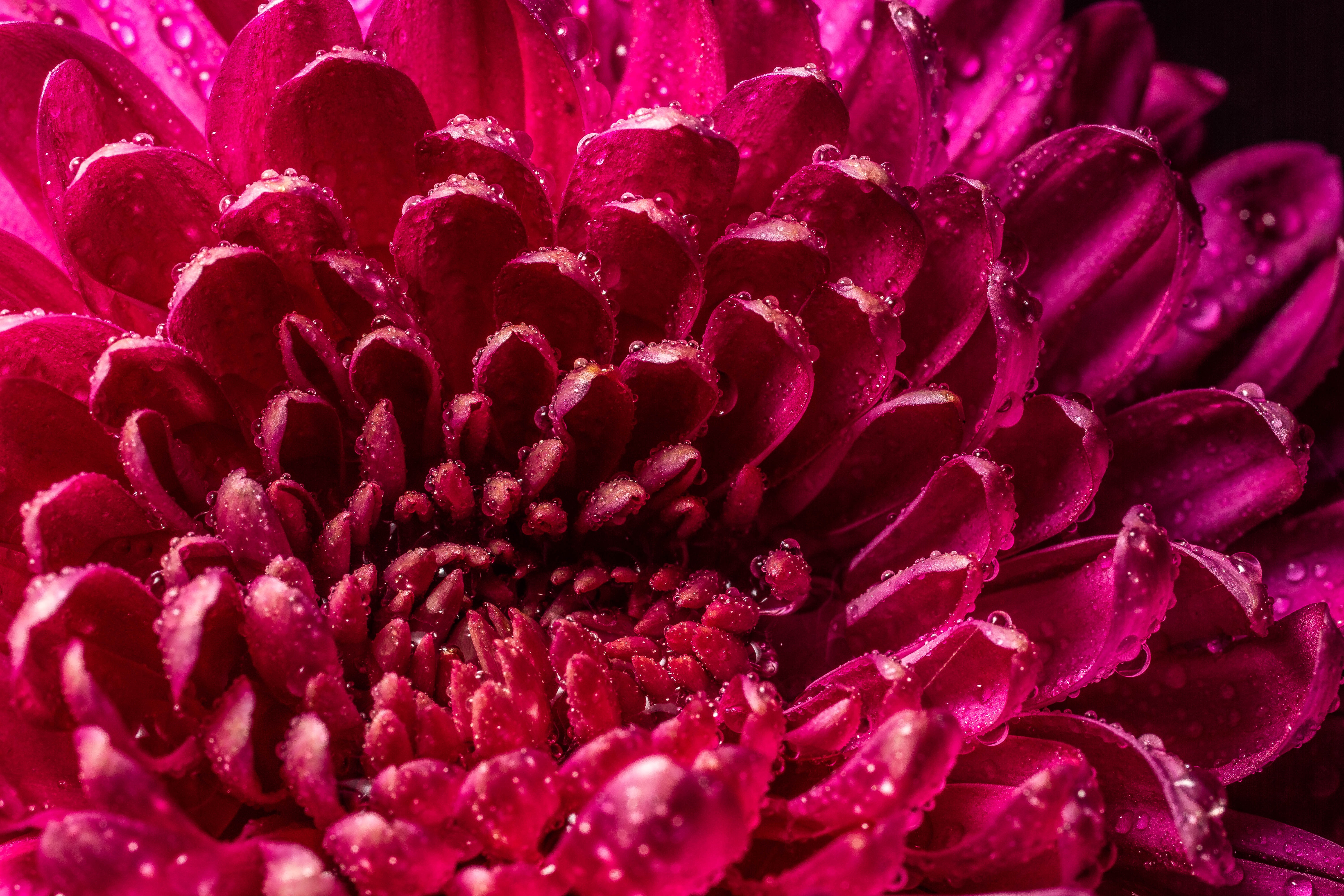 Free download wallpaper Pink, Chrysanthemum, Macro, Drops, Petals, Wet, Close Up on your PC desktop