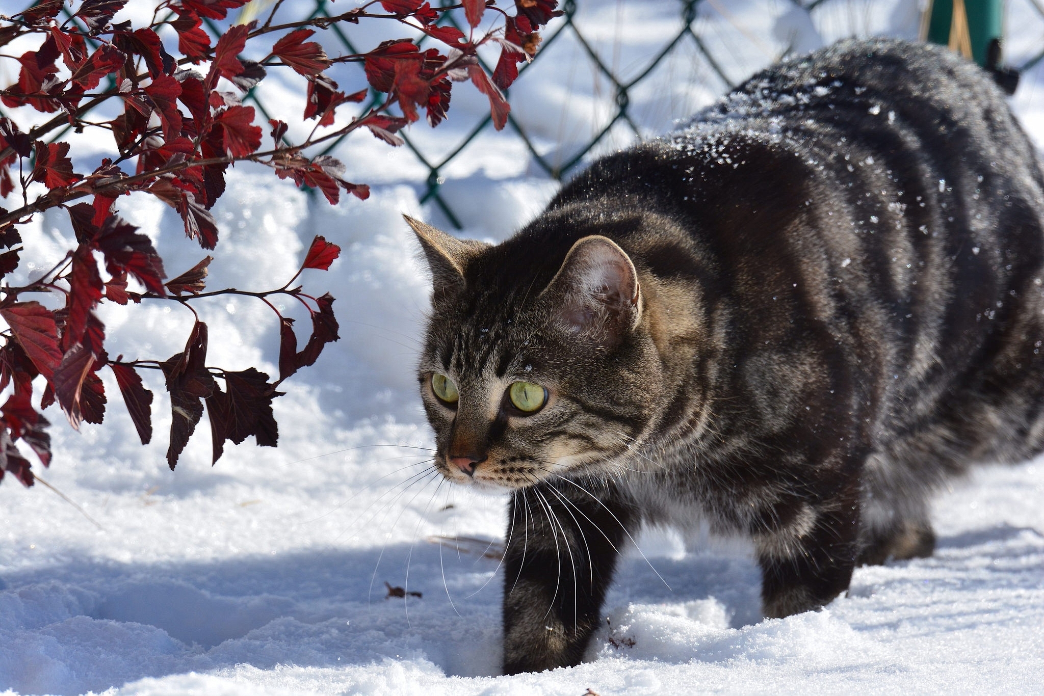 Download mobile wallpaper Cat, Snow, Cats, Animal for free.