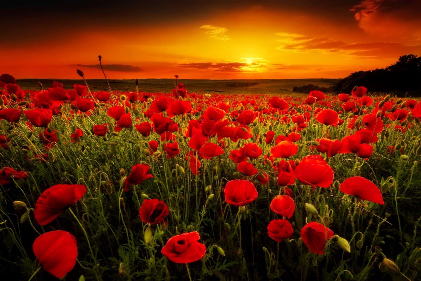 Download mobile wallpaper Landscape, Flowers, Sunset, Close Up, Earth, Field, Poppy, Sunbeam, Red Flower for free.