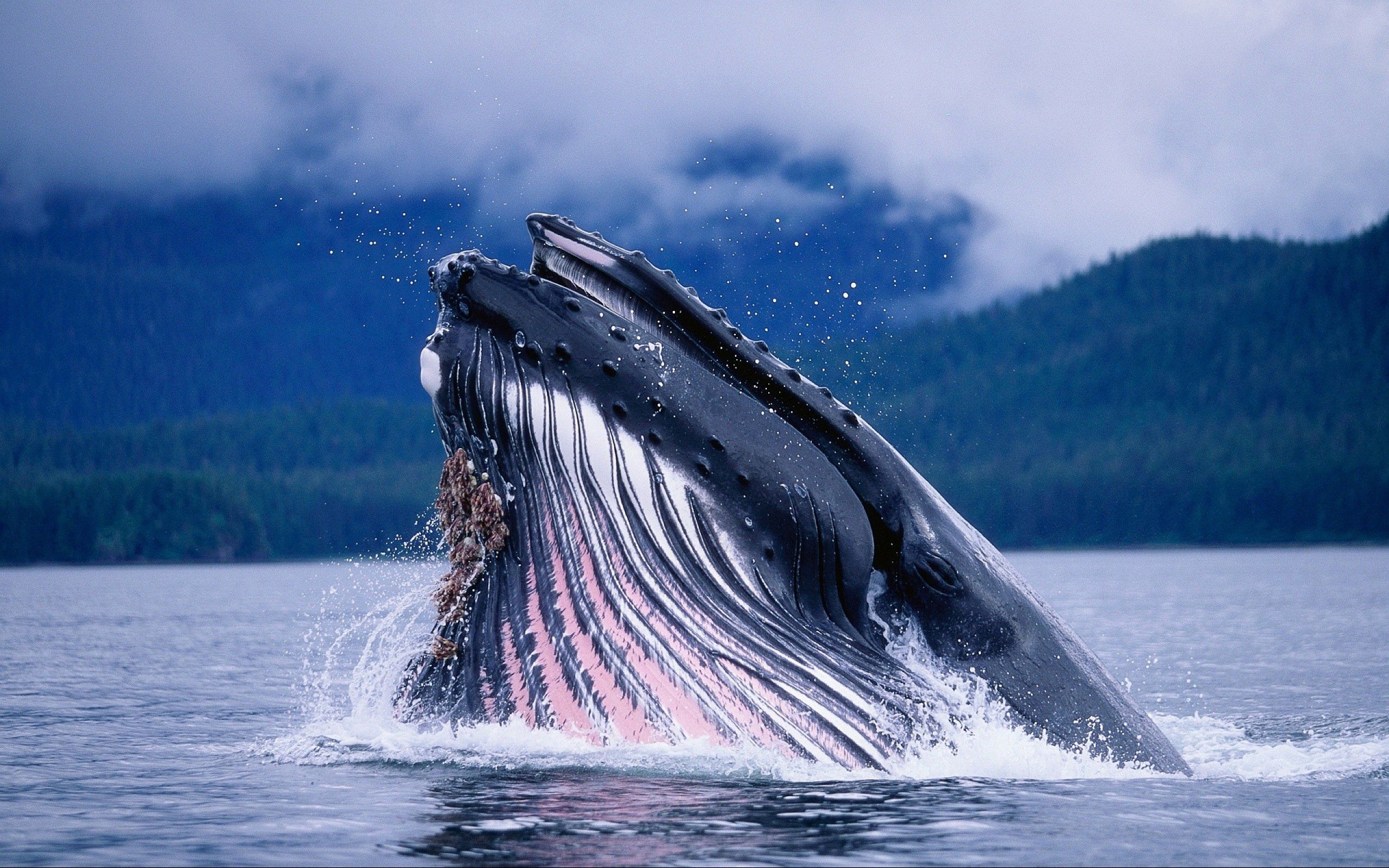 whale, animals, water, waves HD wallpaper