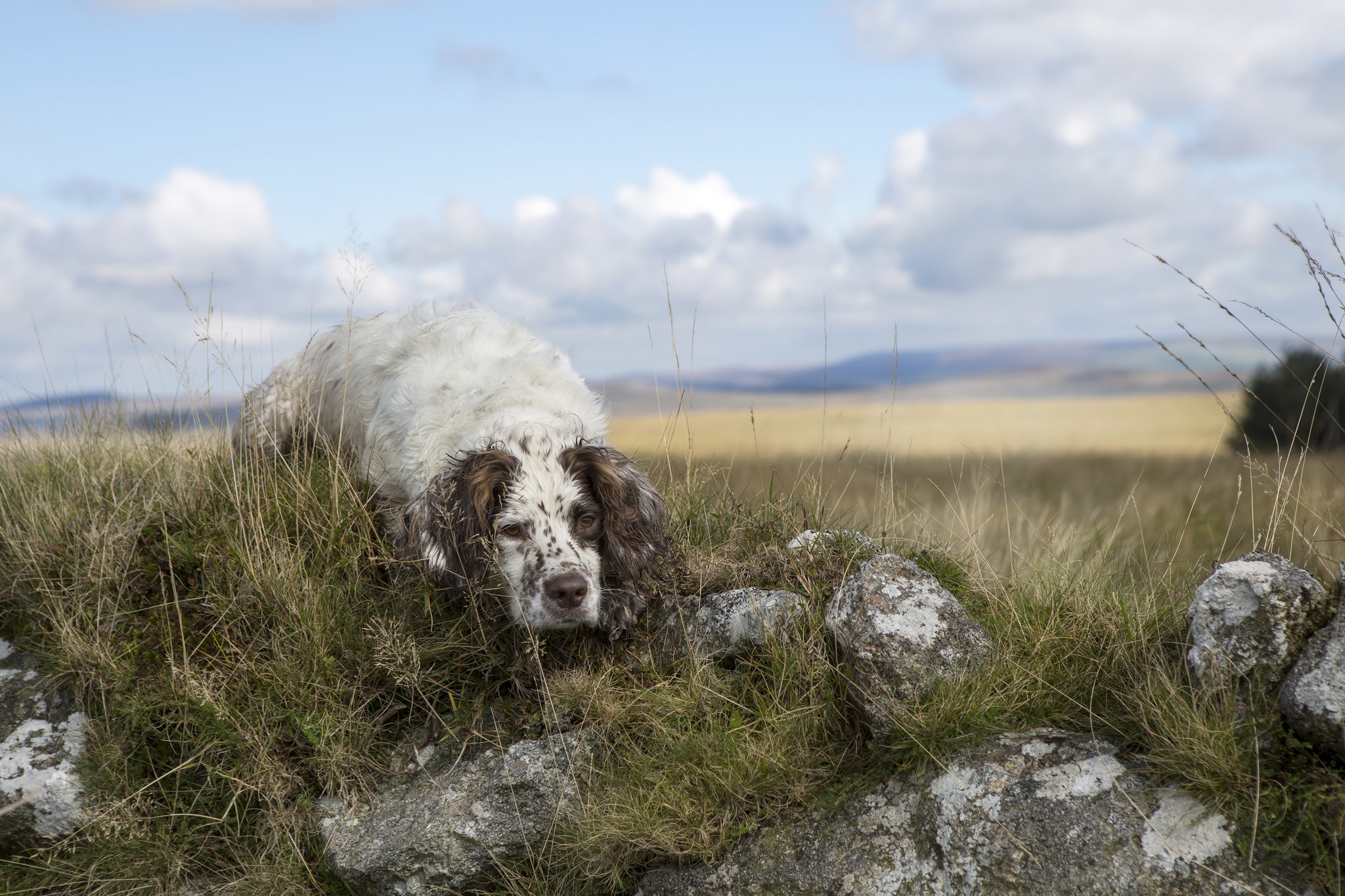 Download mobile wallpaper Dogs, Spaniel, Dog, Animal, Depth Of Field for free.