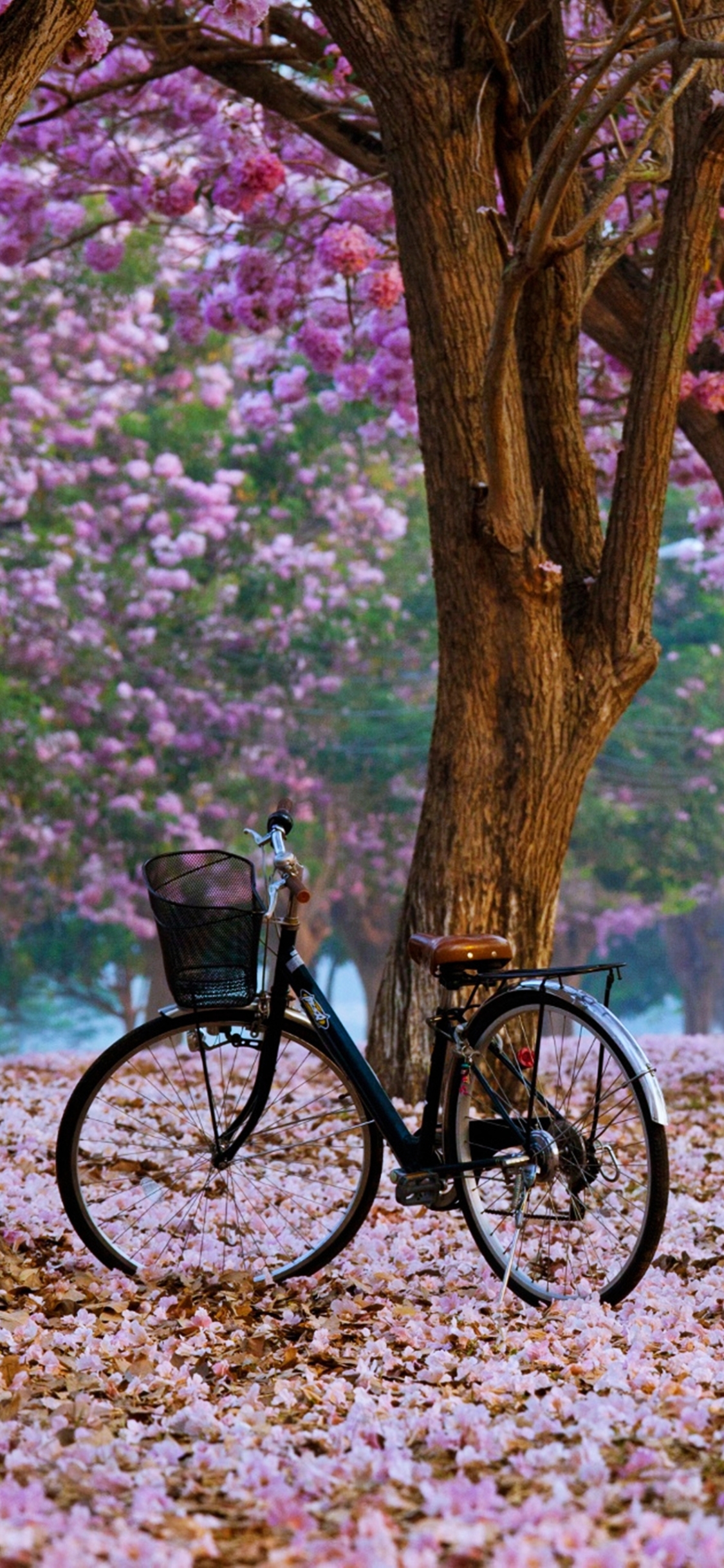 無料モバイル壁紙自然, 木, 自転車, 花, 公園, 春, 乗り物をダウンロードします。