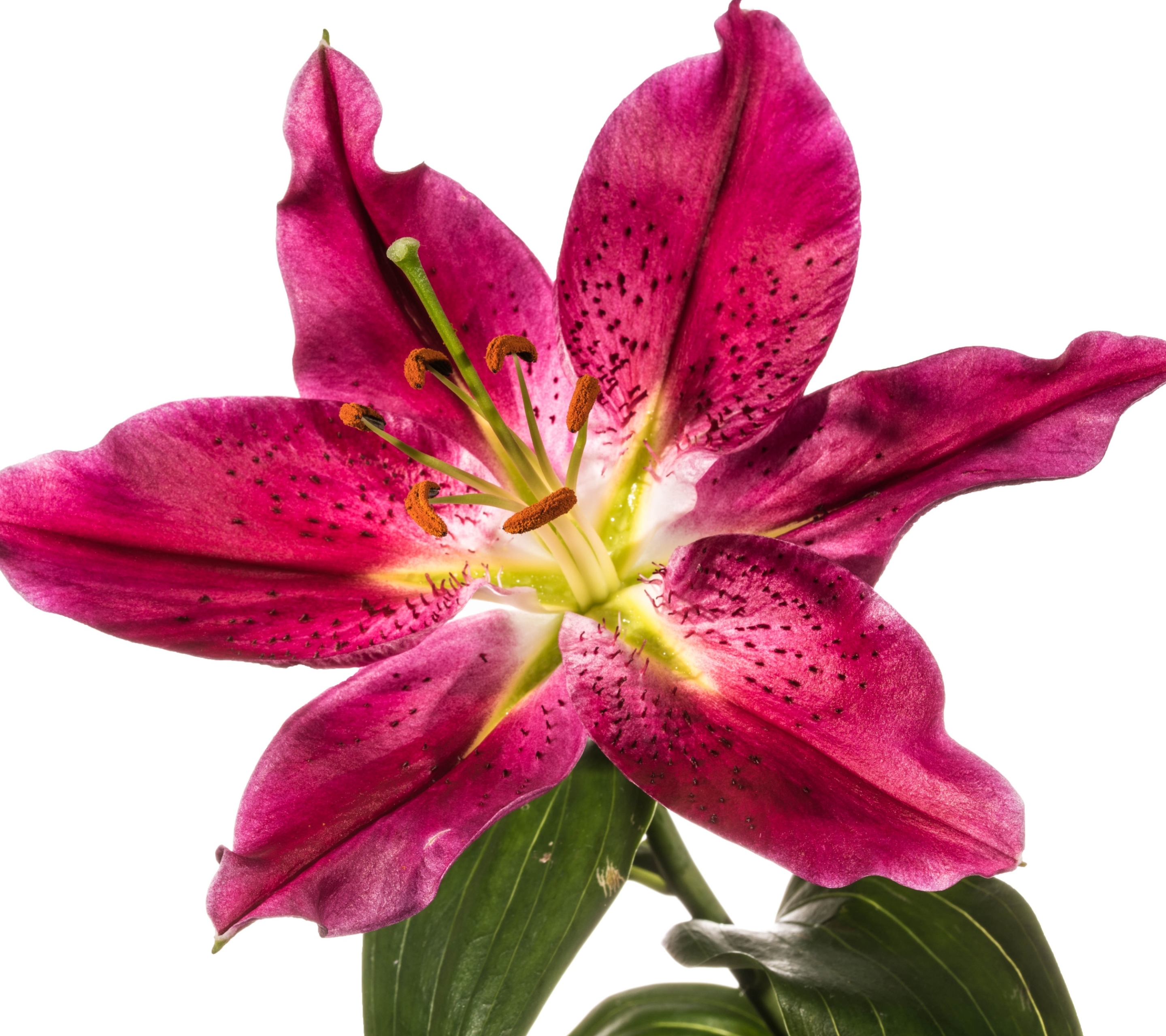 Free download wallpaper Flowers, Flower, Earth, Lily, Pink Flower on your PC desktop