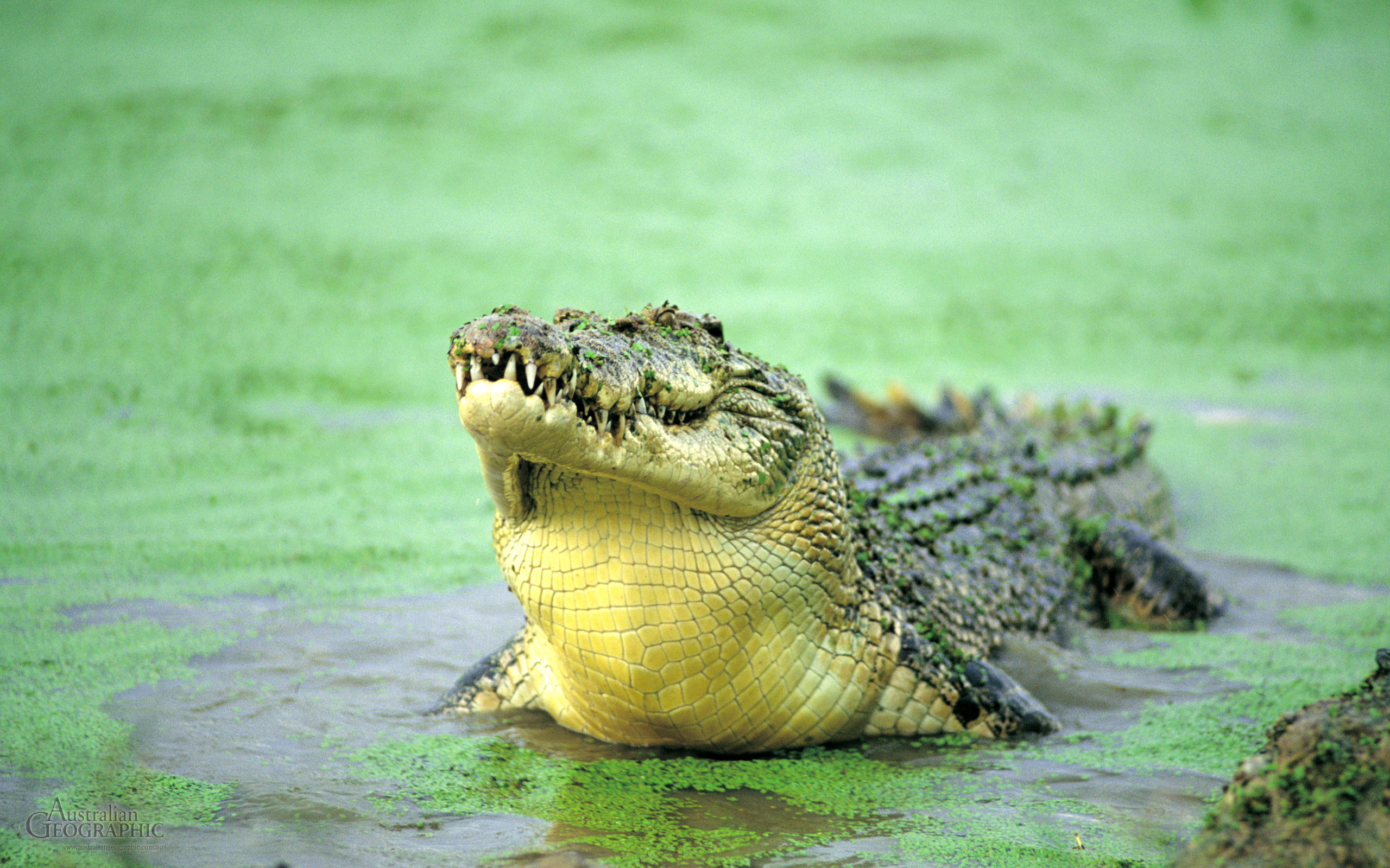Скачать картинку Крокодил, Рептилии, Животные в телефон бесплатно.