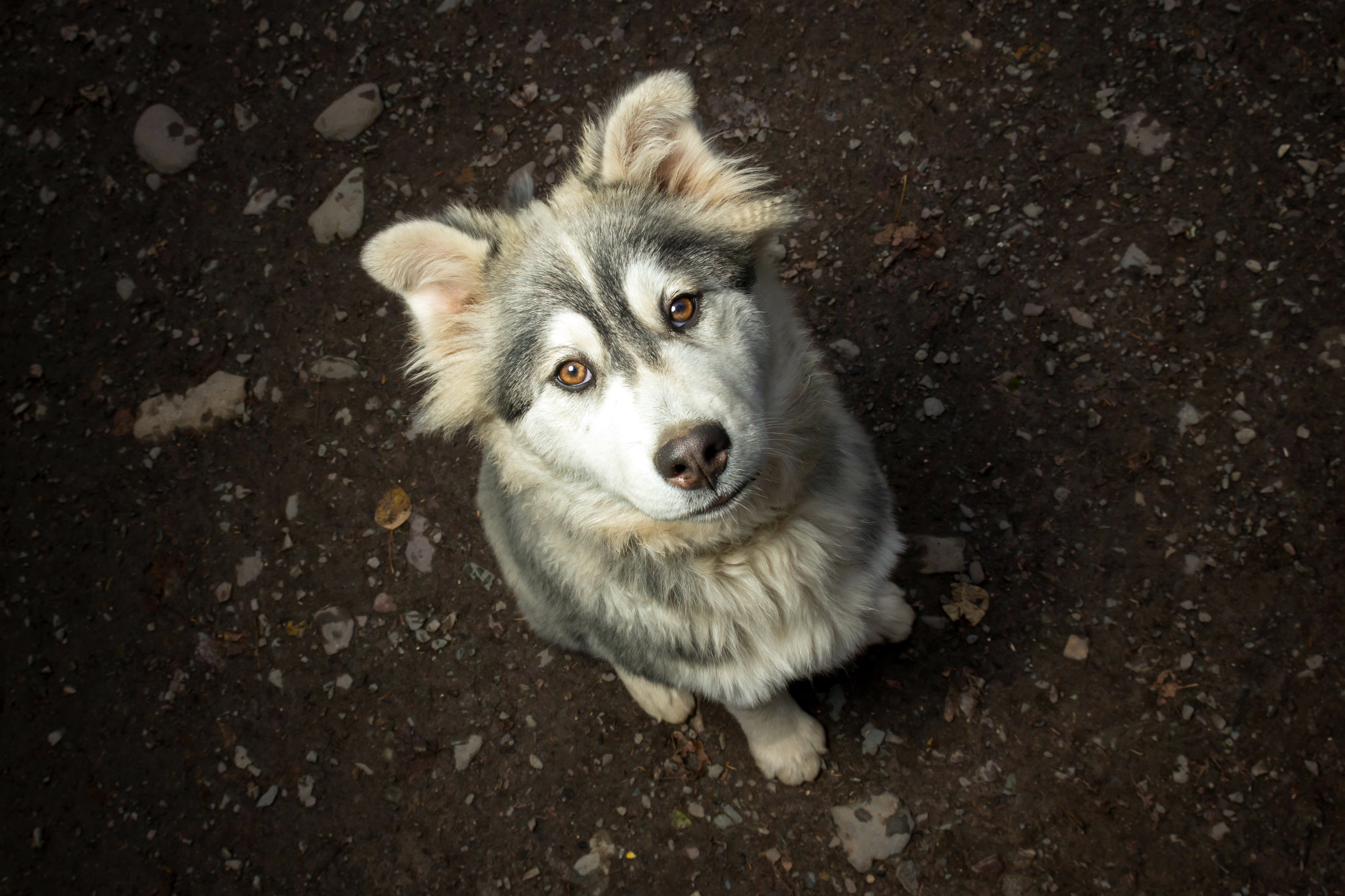 Descarga gratis la imagen Animales, Perros, Perro, Bozal, Cachorro, Bebe Animal en el escritorio de tu PC