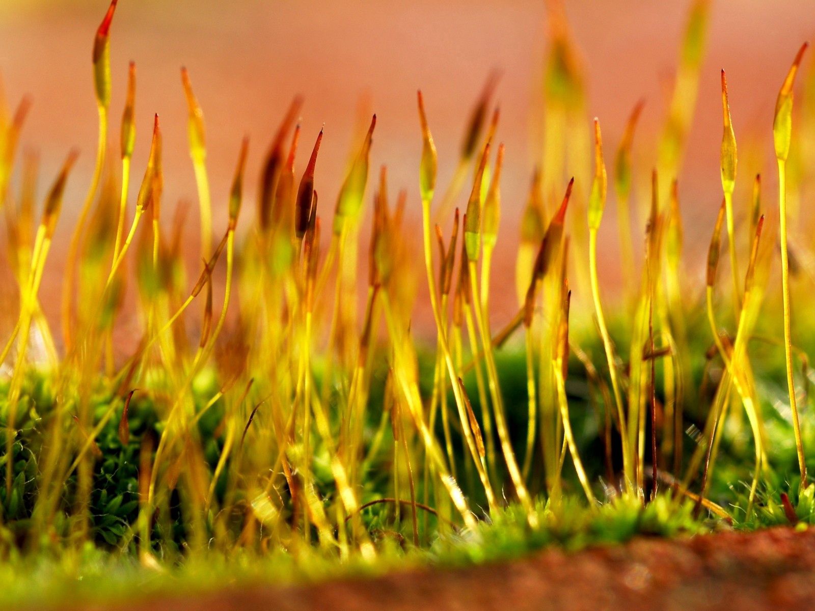 grass, yellow, macro, form, dry