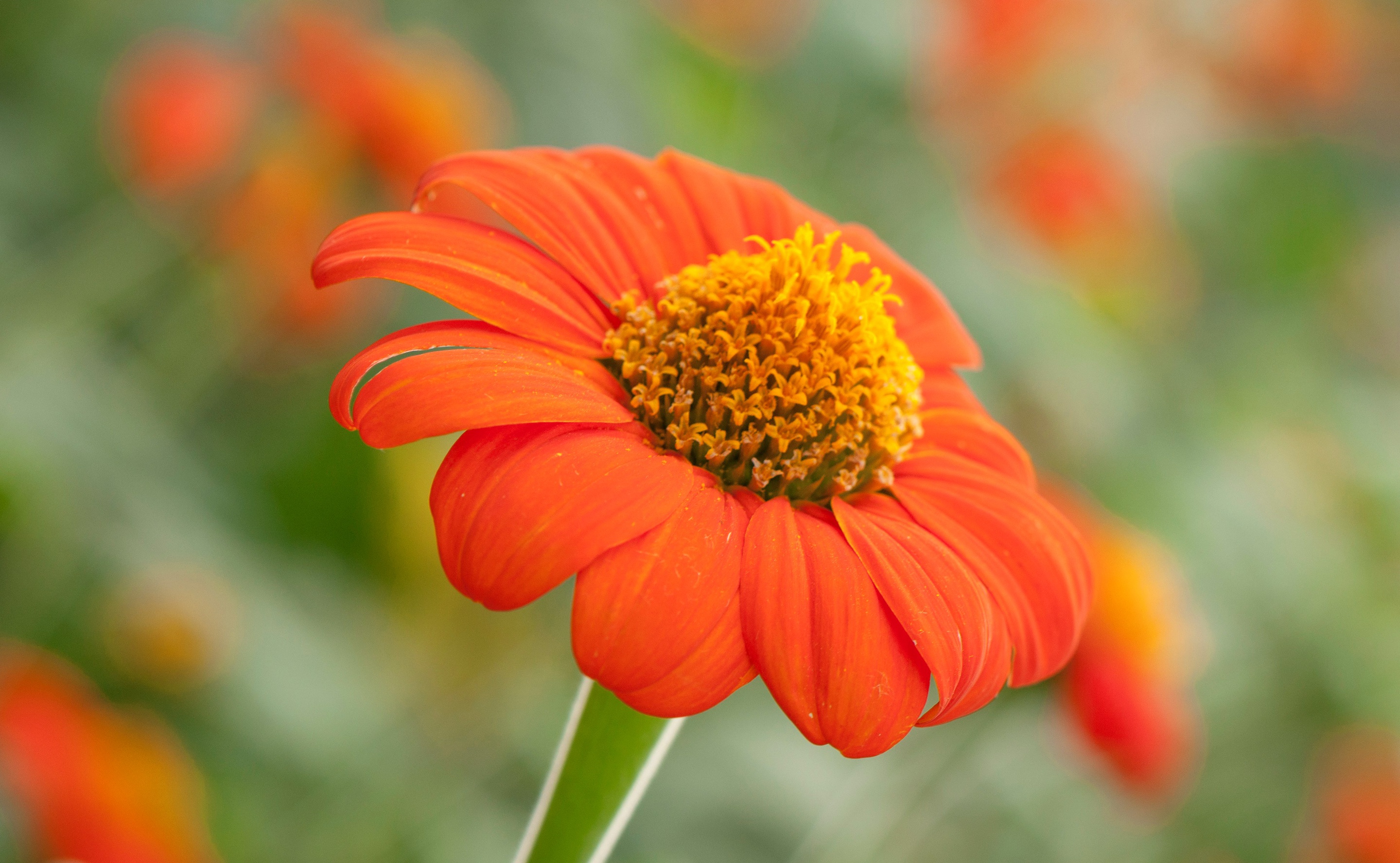 Download mobile wallpaper Nature, Flowers, Flower, Earth, Bokeh, Orange Flower for free.