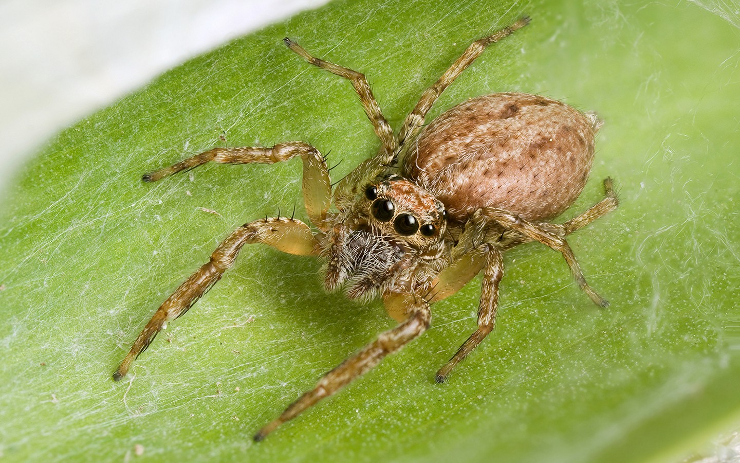 Download mobile wallpaper Jumping Spider, Spiders, Animal for free.