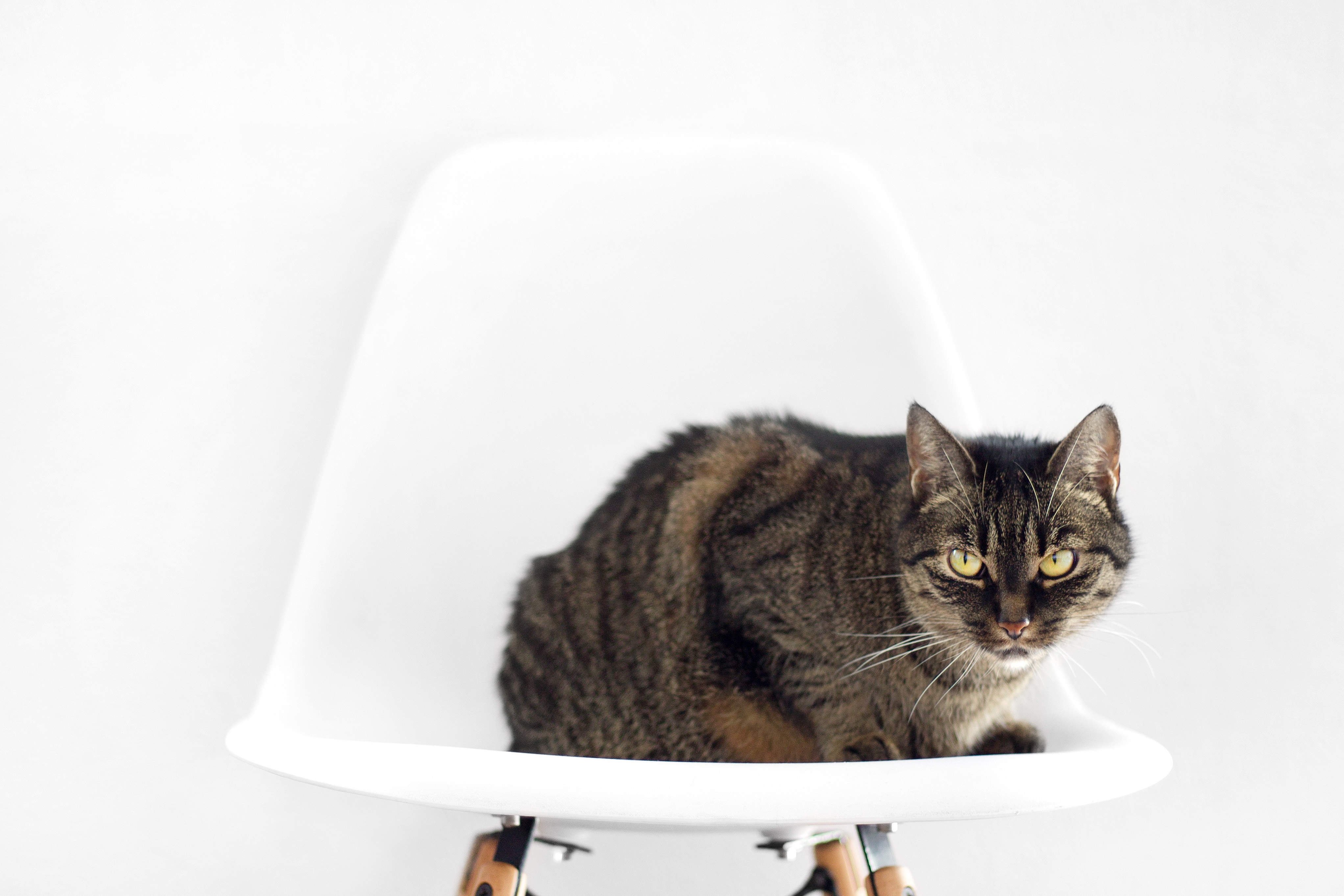 147149壁紙のダウンロード動物, 座る, ネコ, 猫, 椅子, 縞模様, ストライプ-スクリーンセーバーと写真を無料で