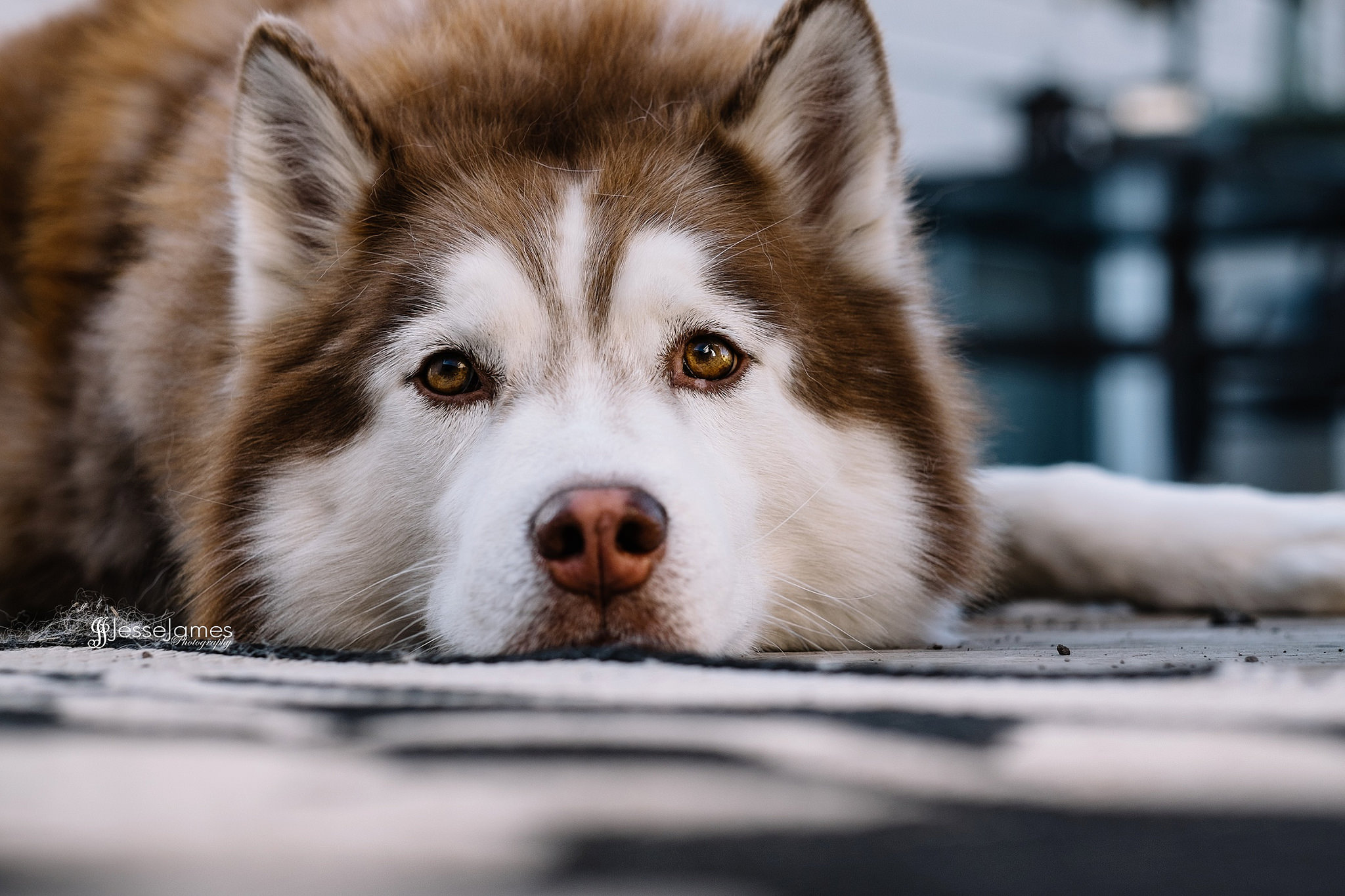 Download mobile wallpaper Dogs, Dog, Close Up, Animal, Husky, Siberian Husky for free.