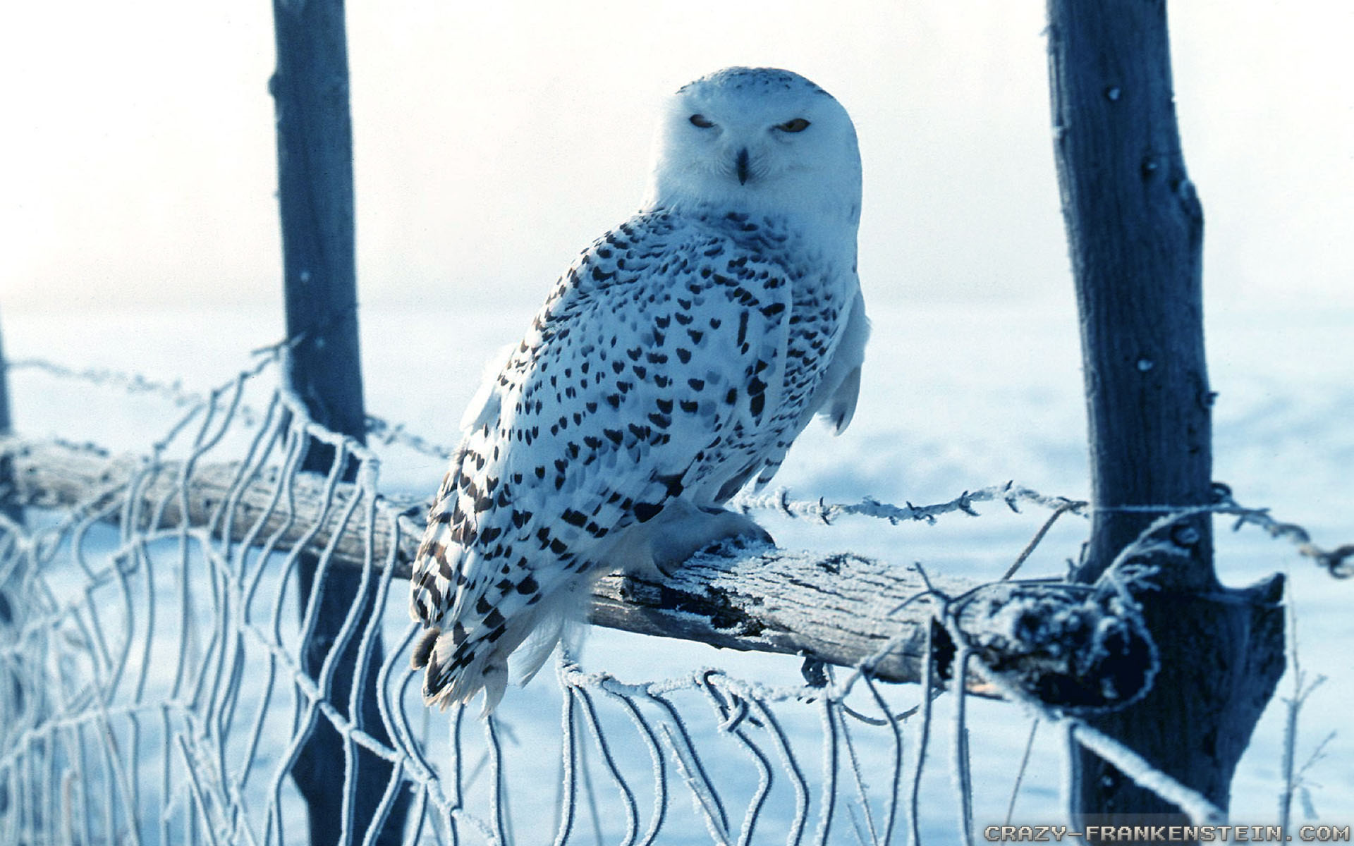 owl, animal, snowy owl, birds