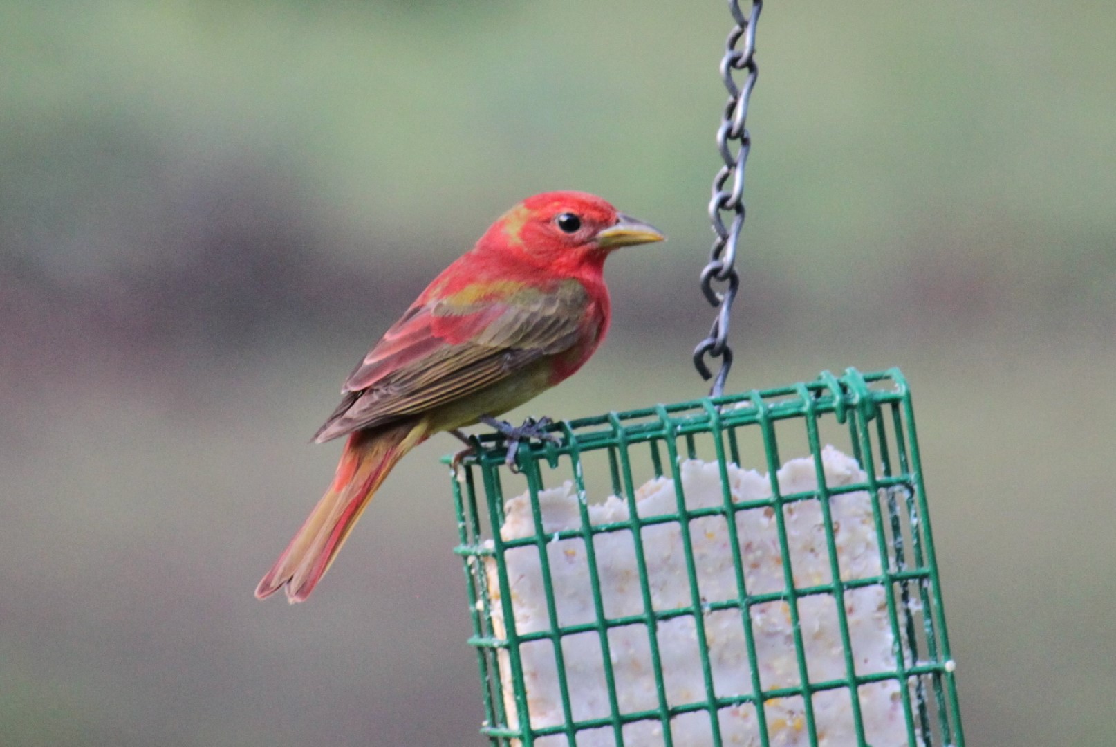 Téléchargez gratuitement l'image Oiseau, Des Oiseaux, Animaux sur le bureau de votre PC