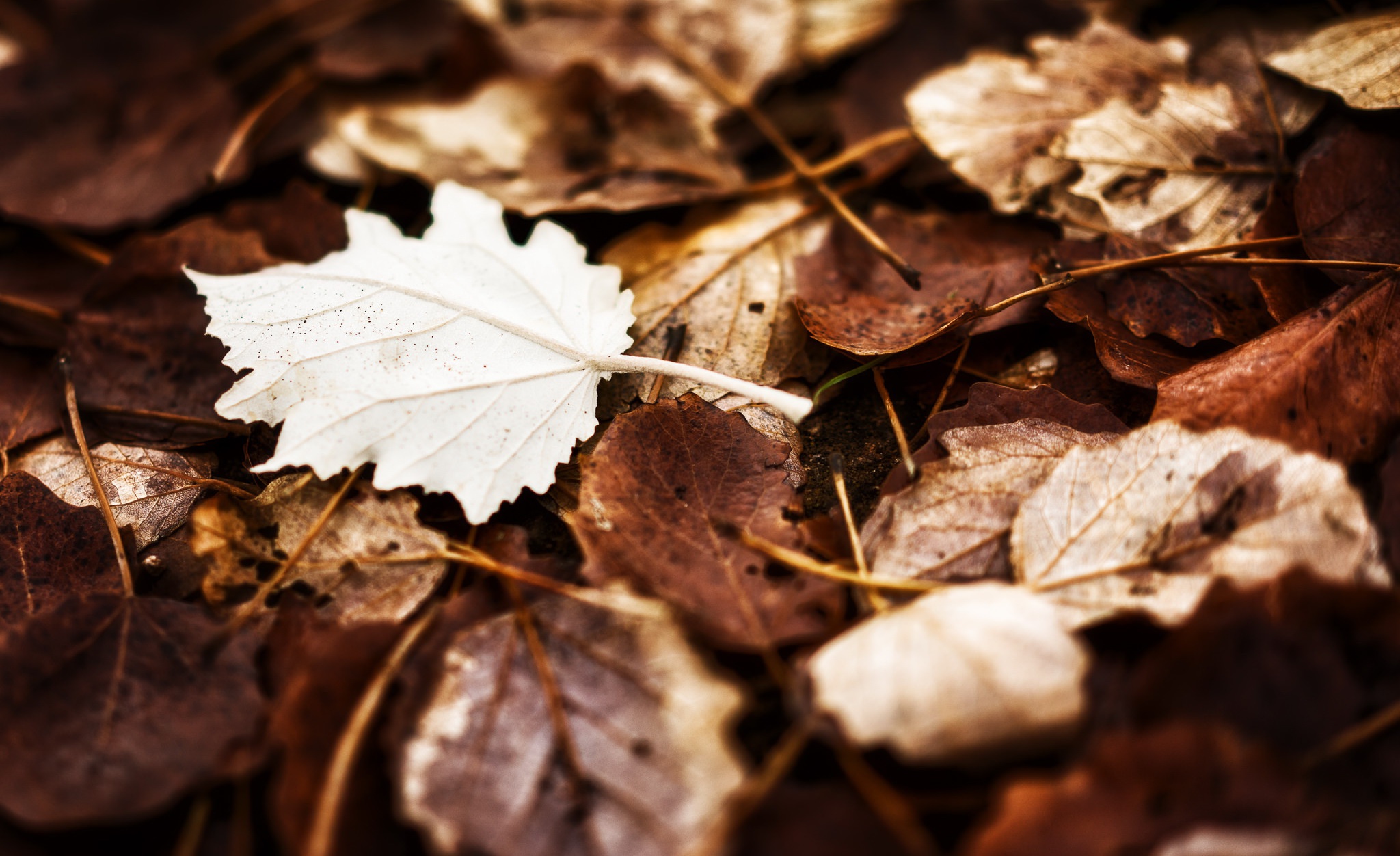 PCデスクトップに自然, 秋, 葉, 地球画像を無料でダウンロード