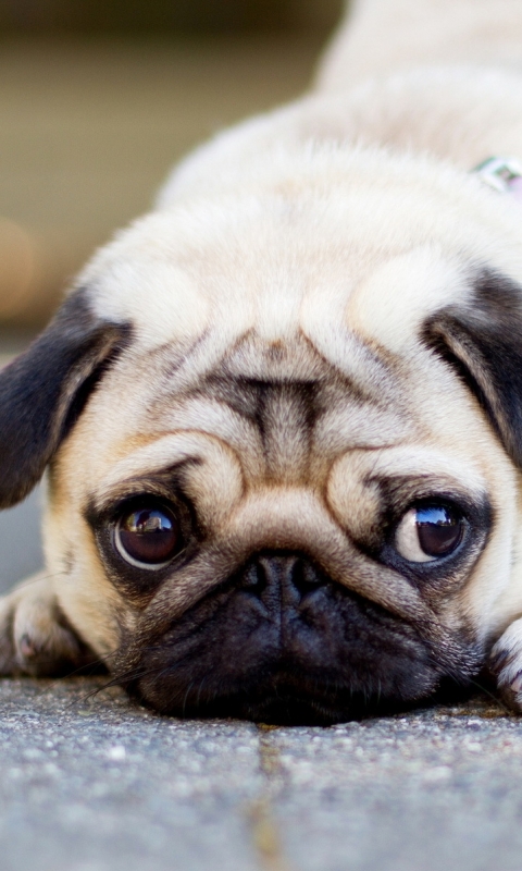 Download mobile wallpaper Dogs, Animal, Pug for free.