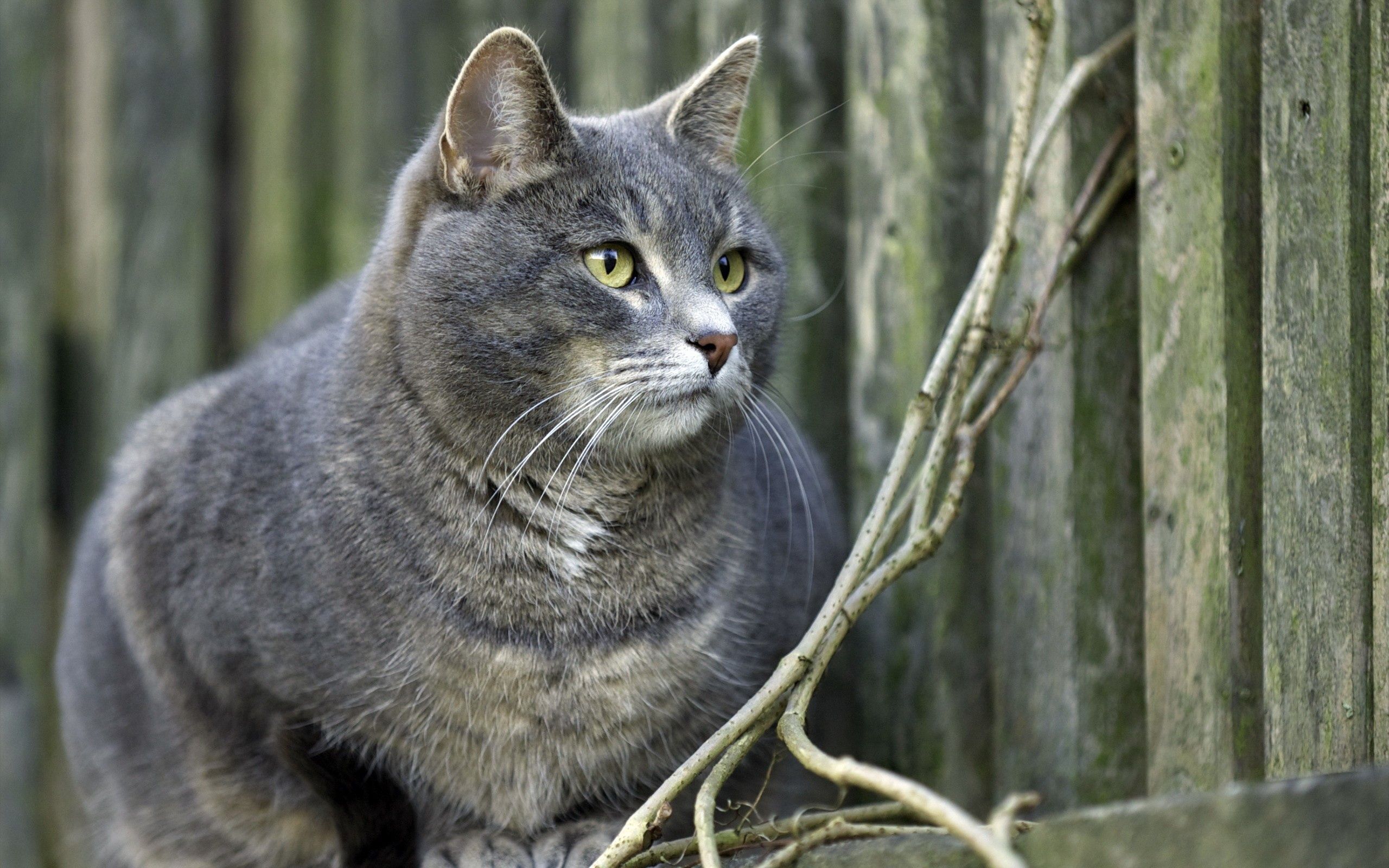 Free download wallpaper Sit, Thick, Fat, Animals, Cat, Grey on your PC desktop