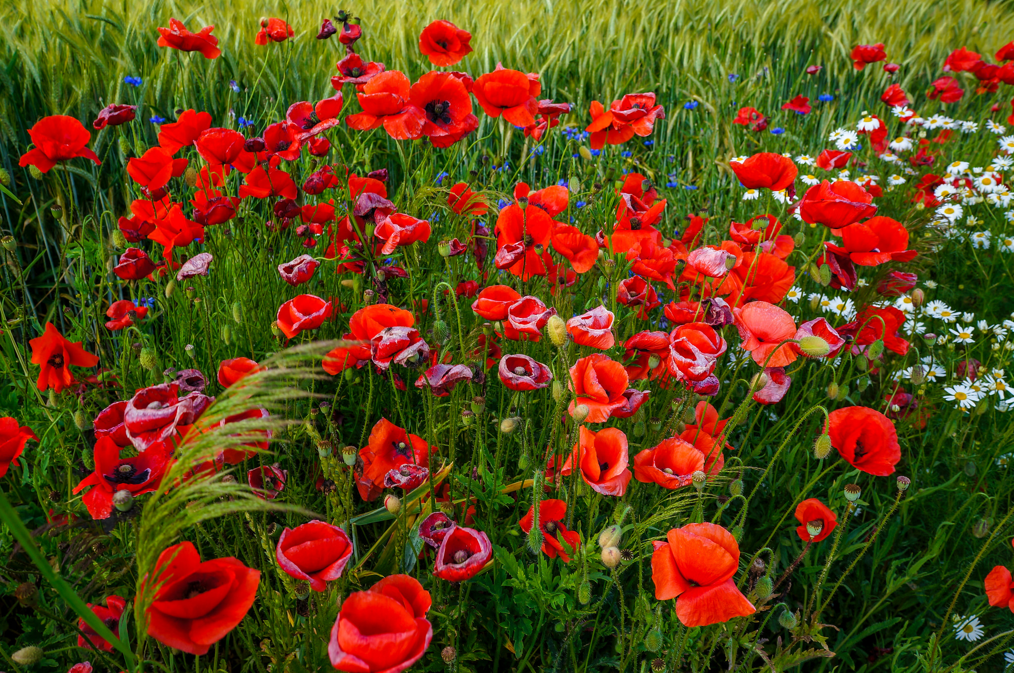 Téléchargez gratuitement l'image Fleurs, Herbe, Prairie, Champ, Coquelicot, Fleur Rouge, Terre/nature sur le bureau de votre PC