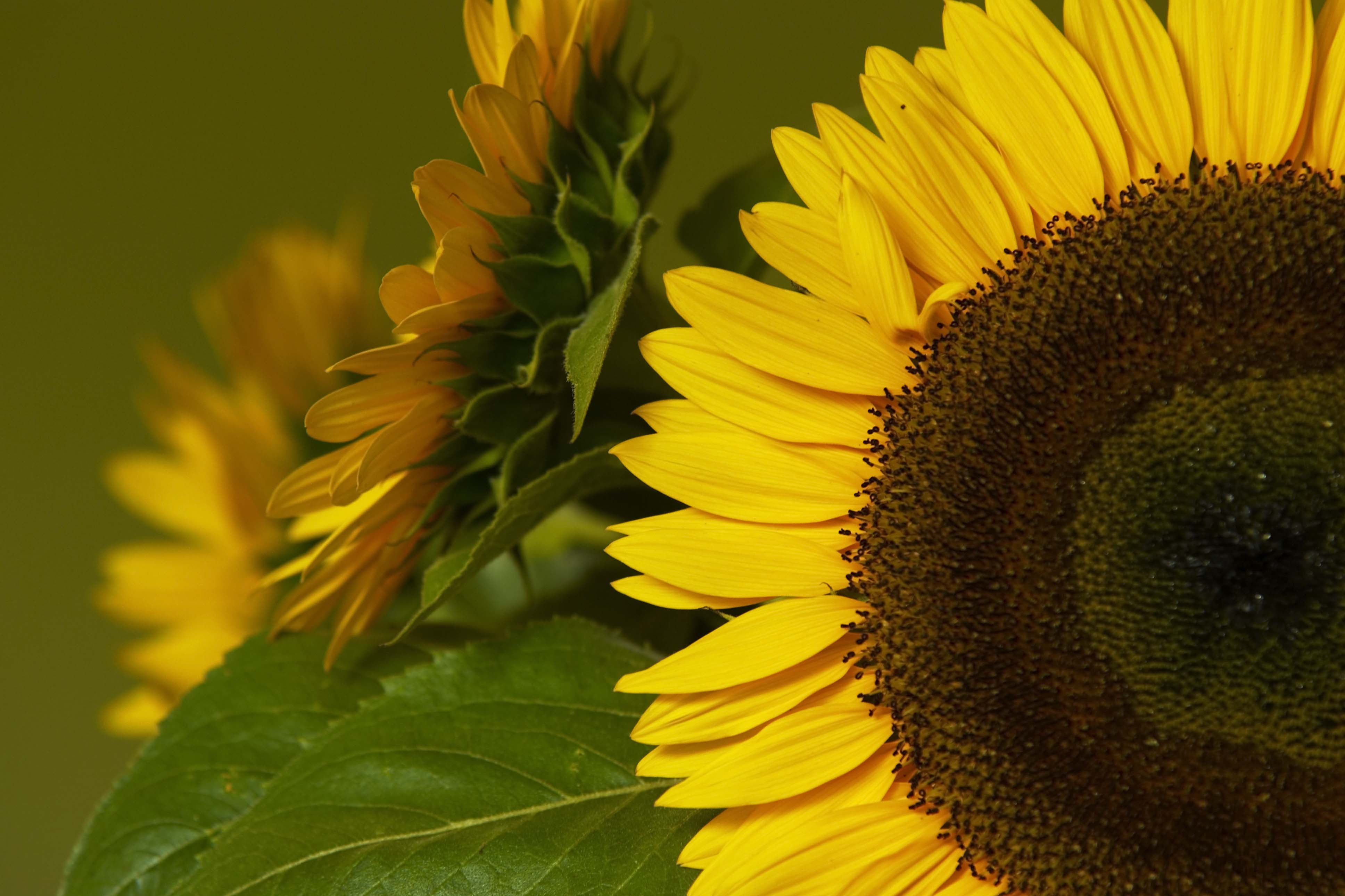 Завантажити шпалери безкоштовно Природа, Квітка, Земля, Соняшник, Жовта Квітка, Флауерзи картинка на робочий стіл ПК