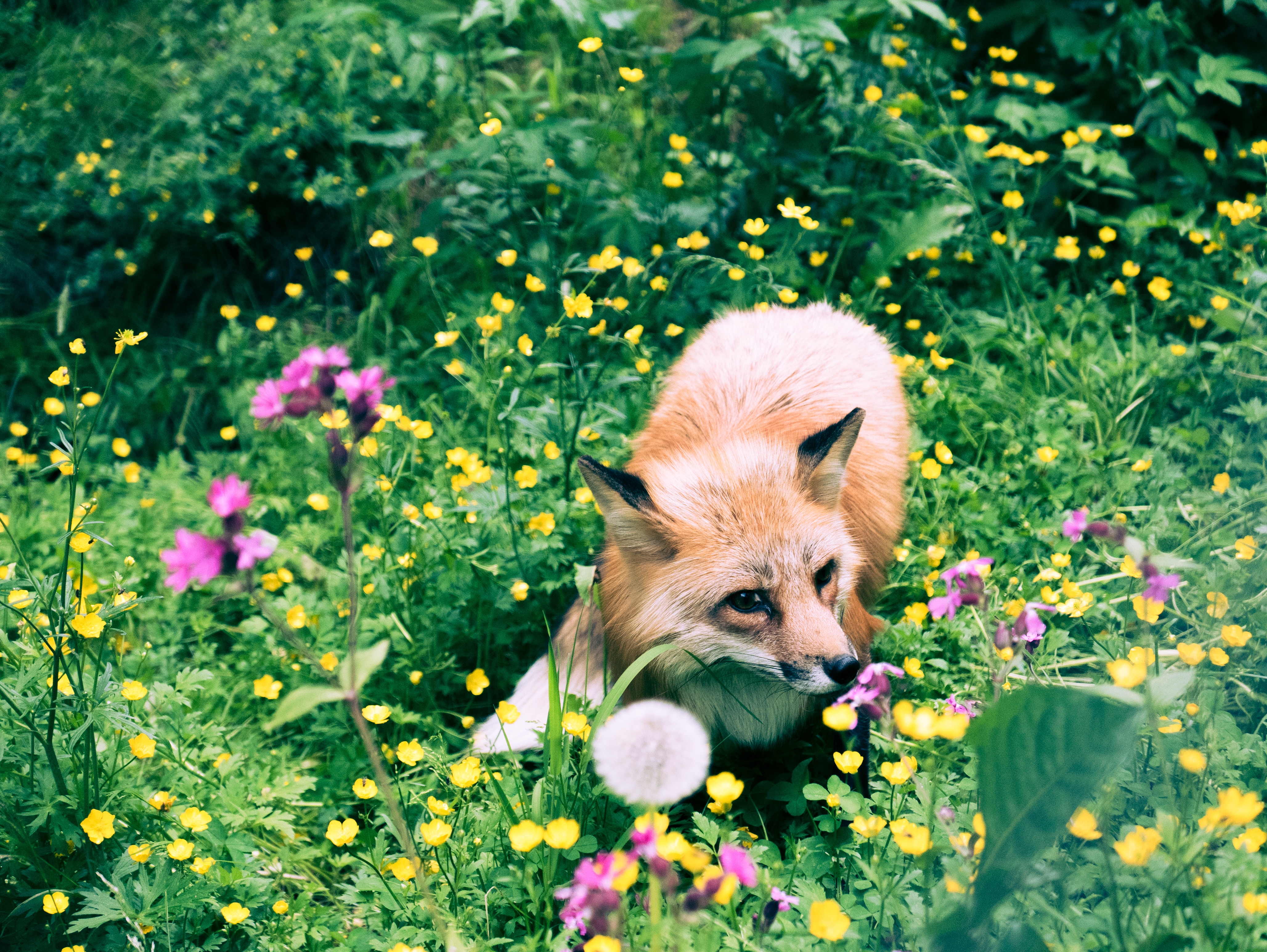 Download mobile wallpaper Grass, Animals, Flowers, Beast, Fox, Wildlife for free.