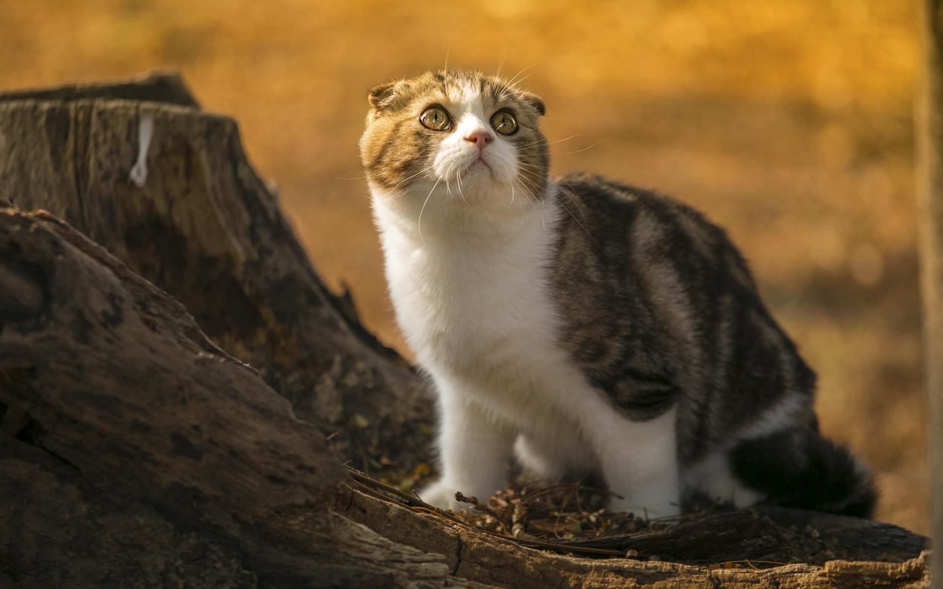 Descarga gratuita de fondo de pantalla para móvil de Animales, Gatos, Gato.