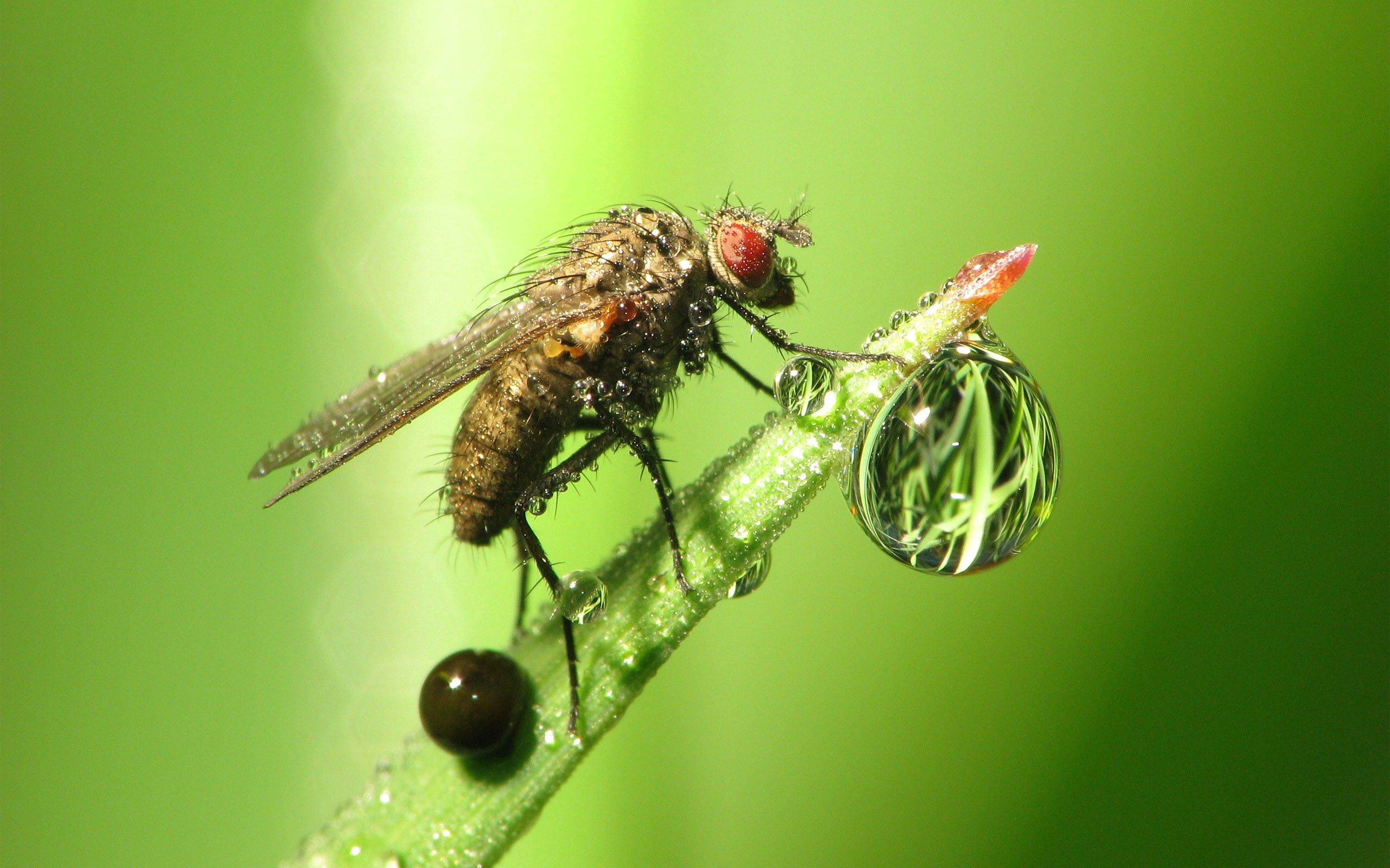 grass, macro, insect, drop, dew, fly