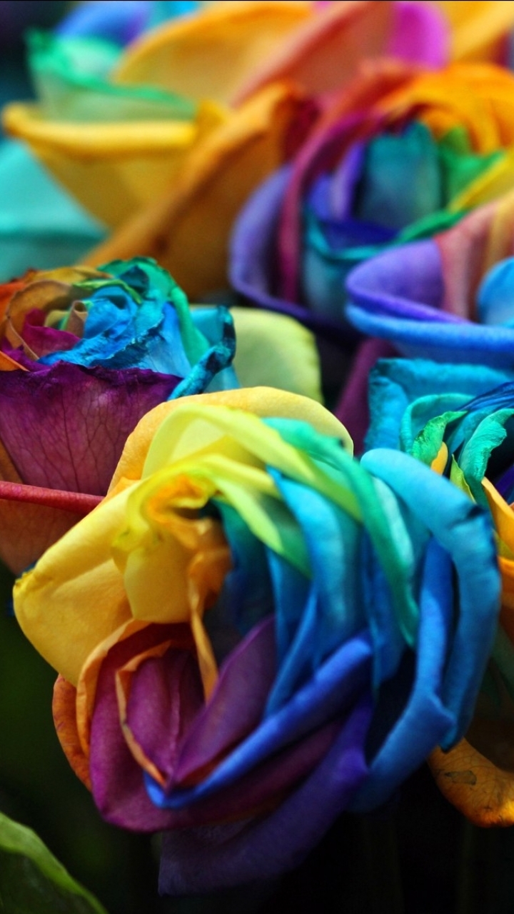 Download mobile wallpaper Flowers, Flower, Rose, Earth, Colorful for free.