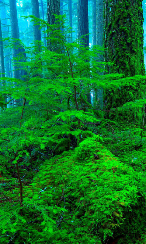 Descarga gratuita de fondo de pantalla para móvil de Camino, Bosque, Niebla, Tierra/naturaleza.