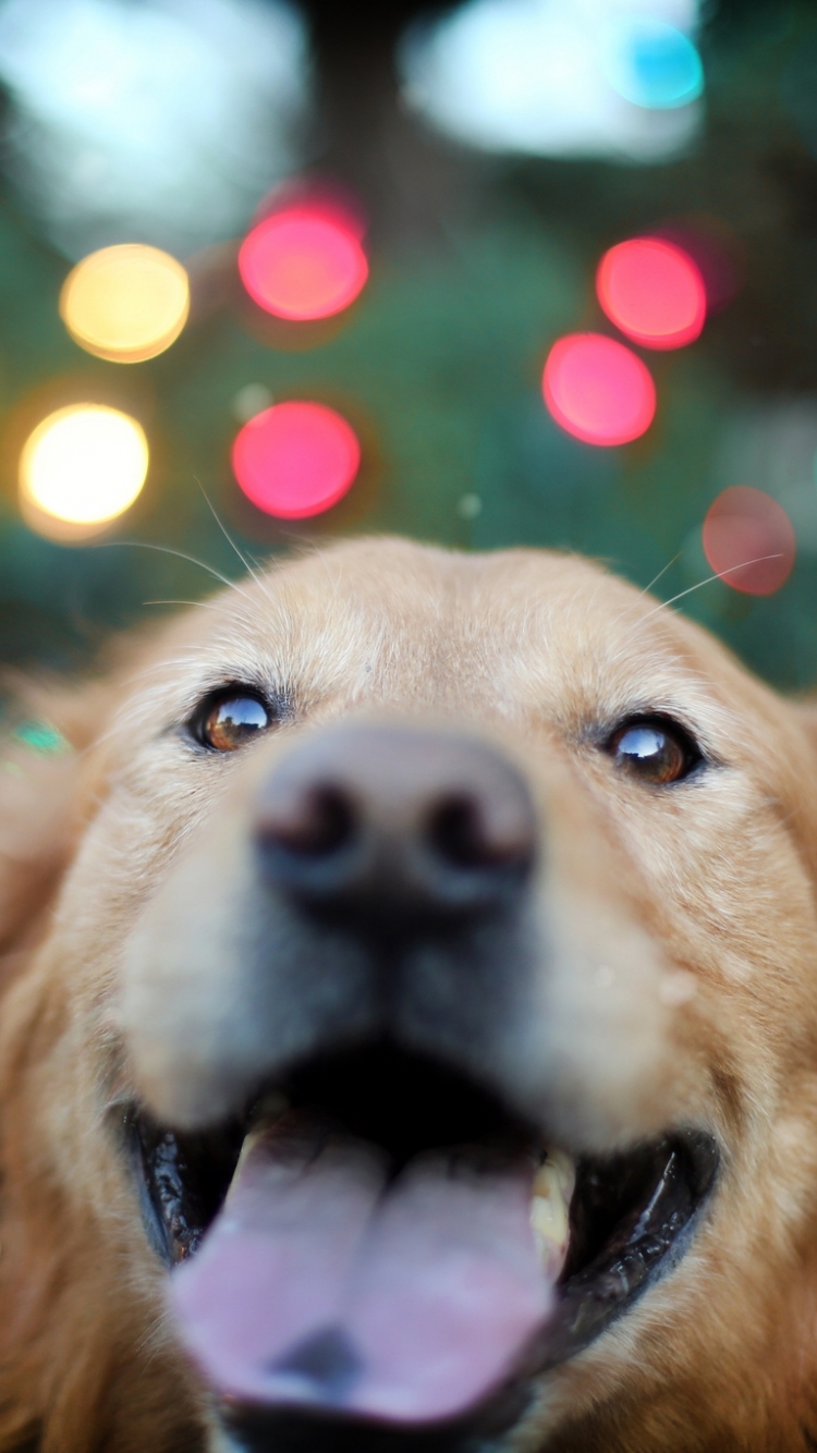 Descarga gratuita de fondo de pantalla para móvil de Animales, Perros, Perro Perdiguero De Oro.